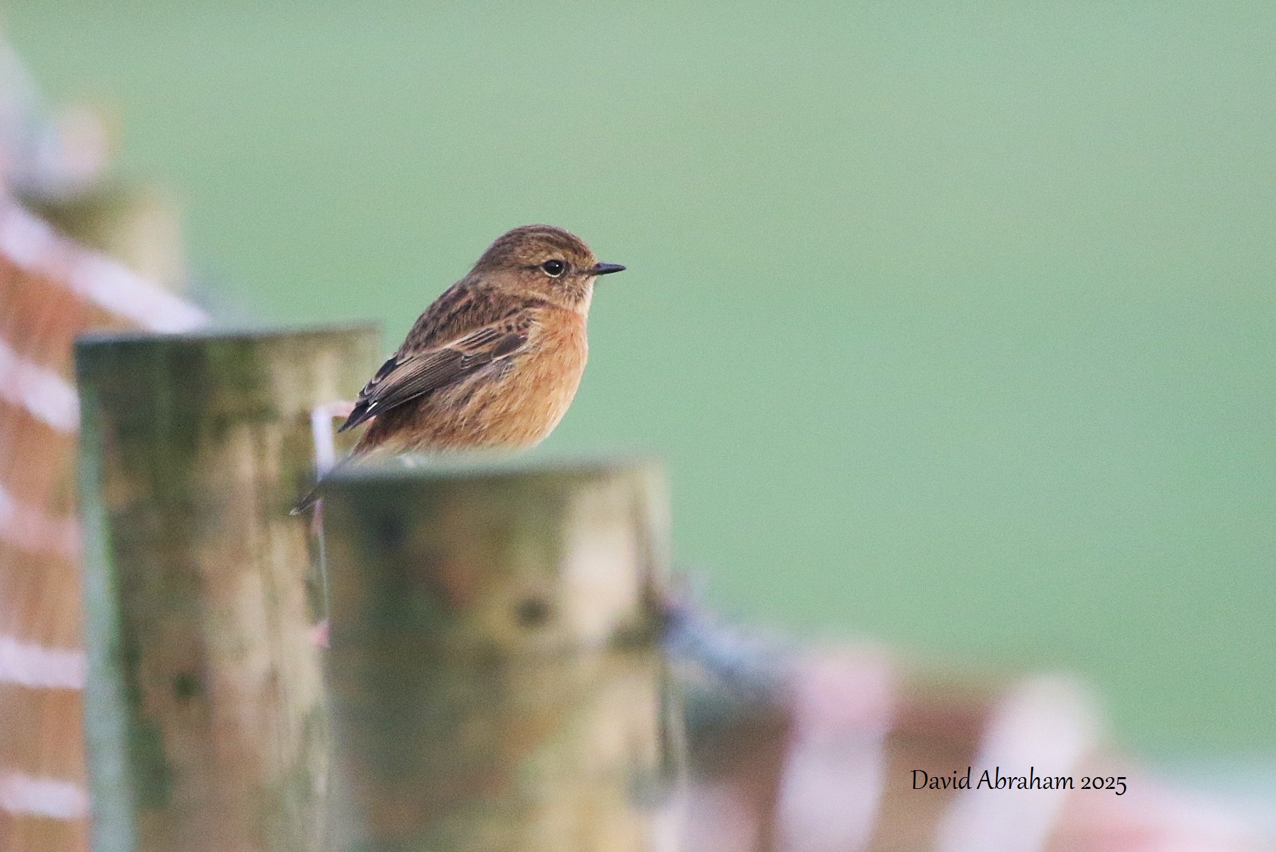Stonechat 