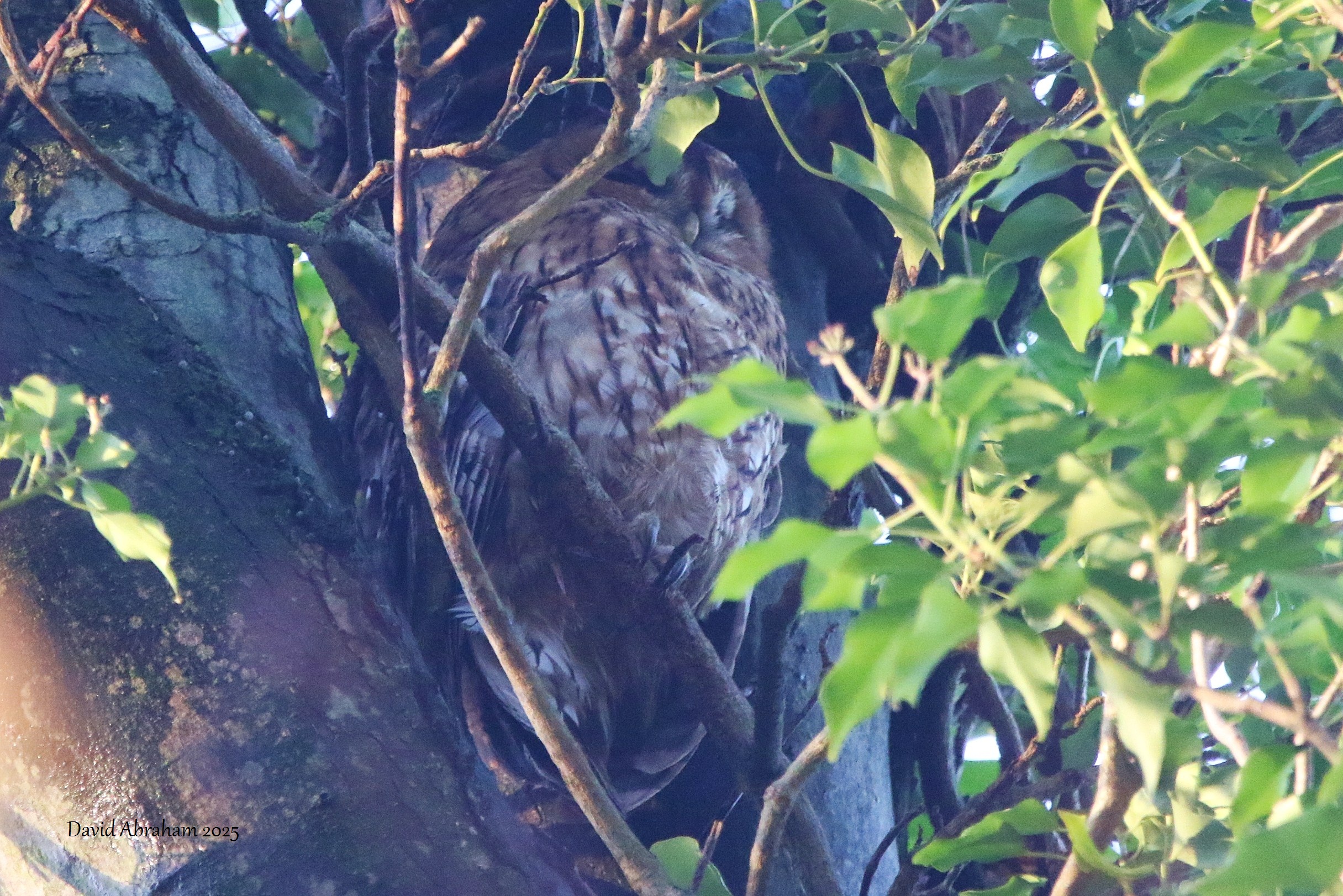Tawny Owl 