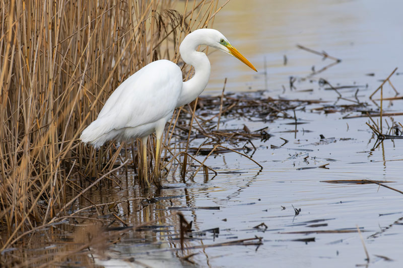 Great White Egret