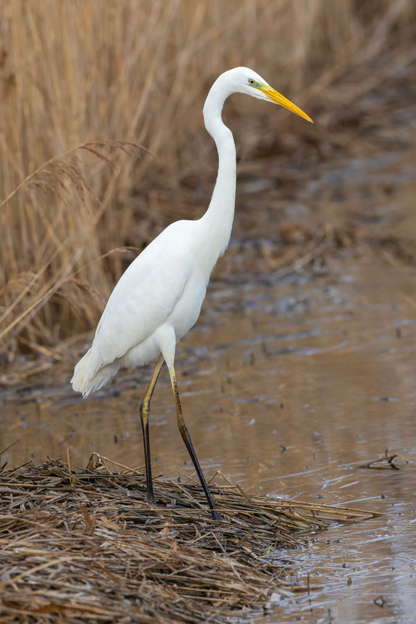 Great White Egret
