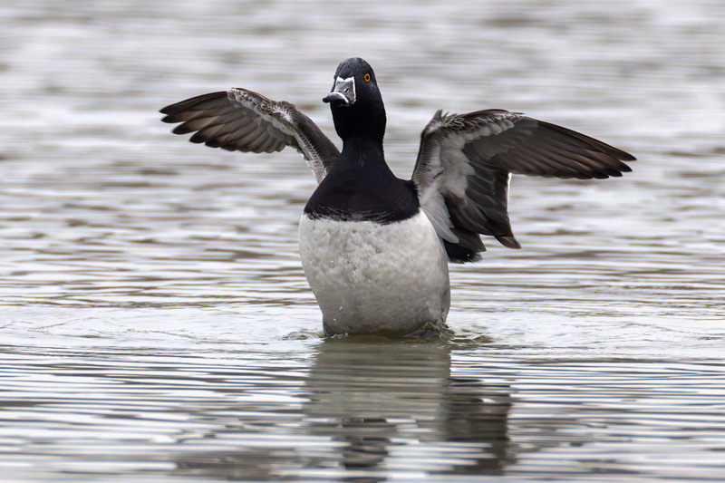 Ring-necked Duck