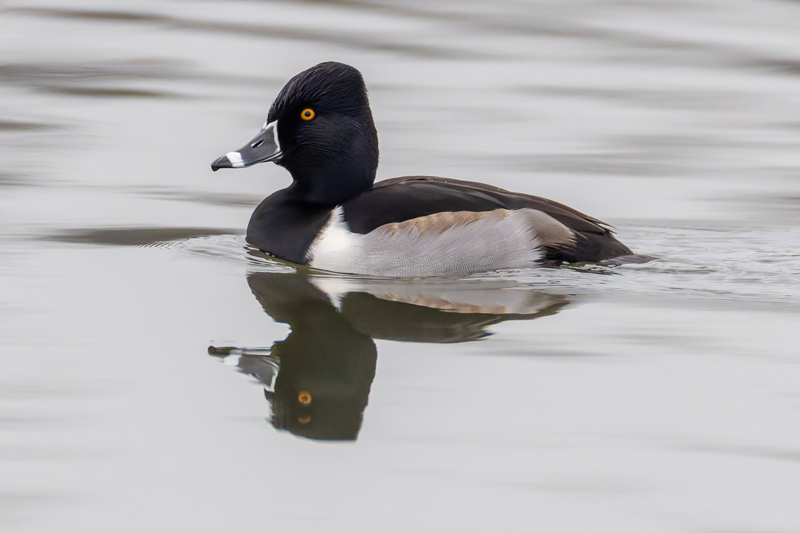 Ring-necked Duck