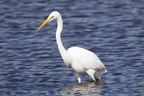 Great White Egret