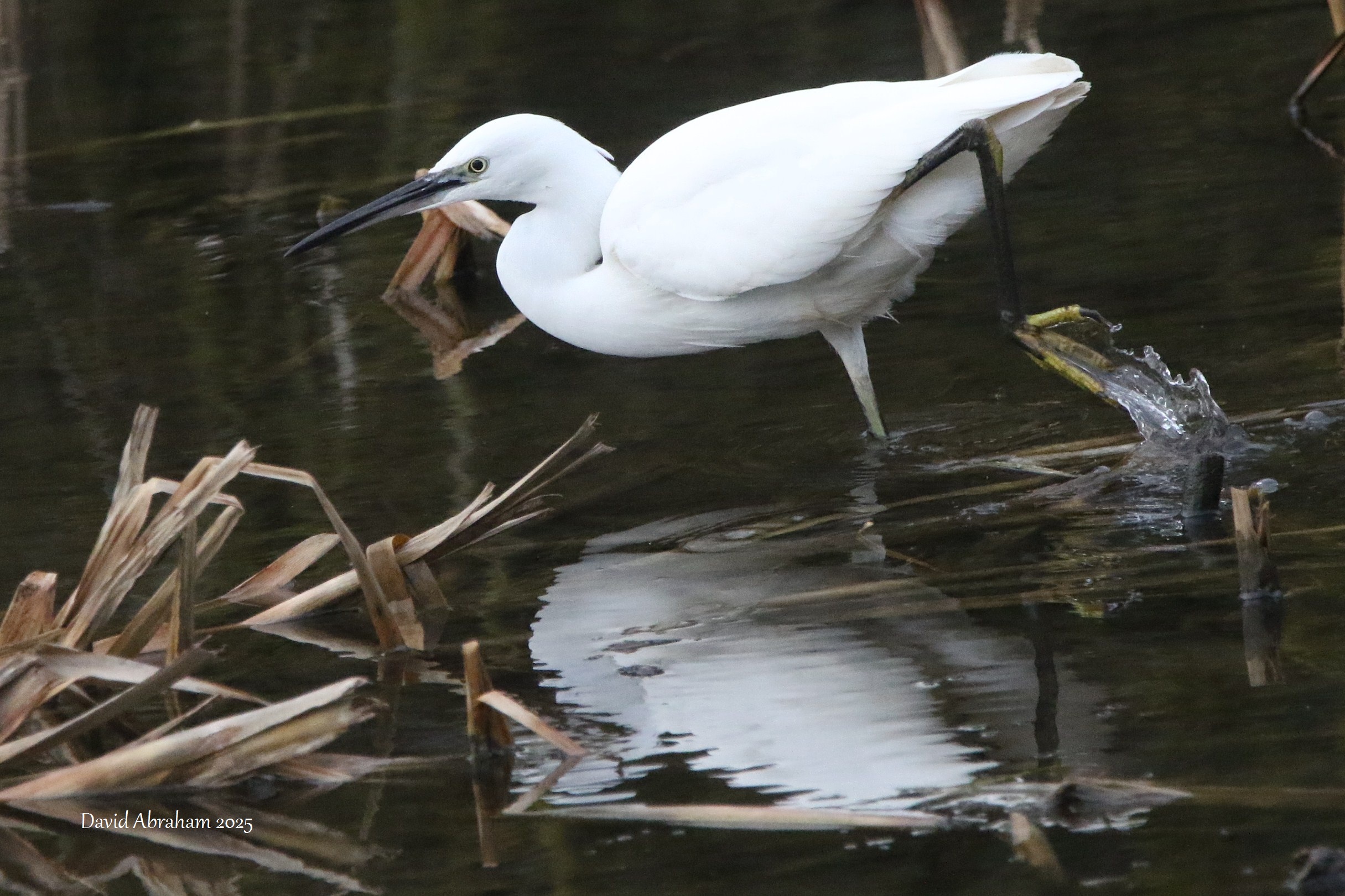 Little Egret 