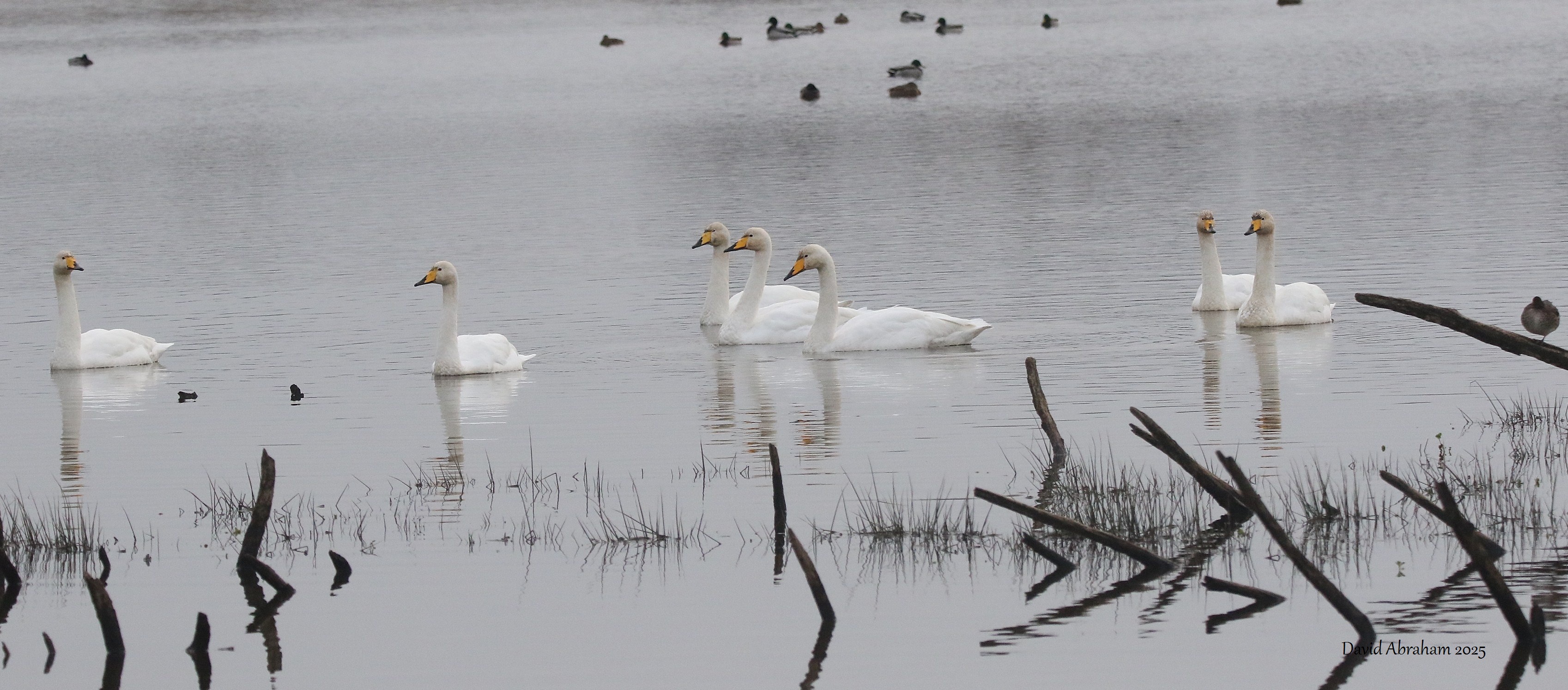 Whooper Swan
