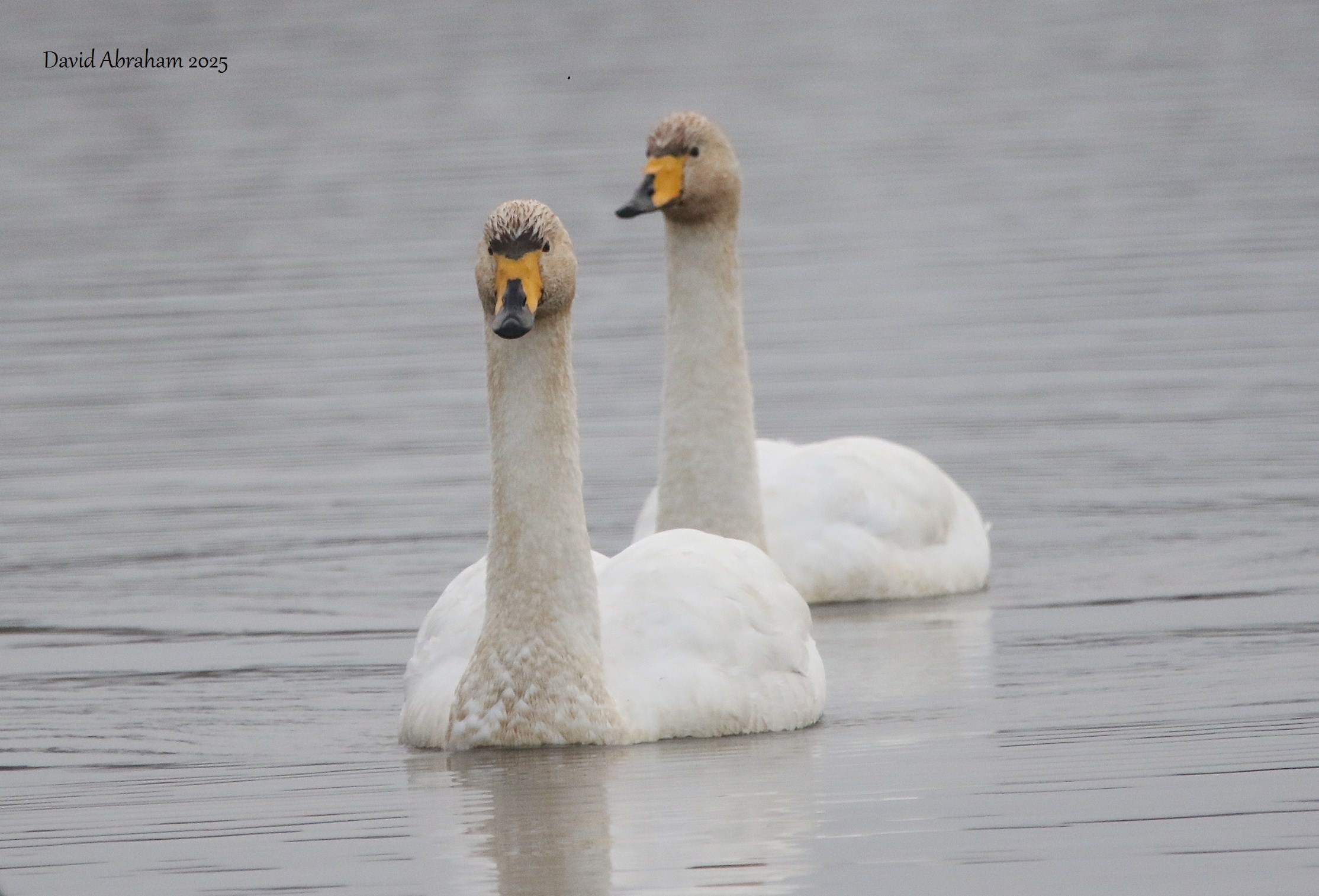 Whooper Swan