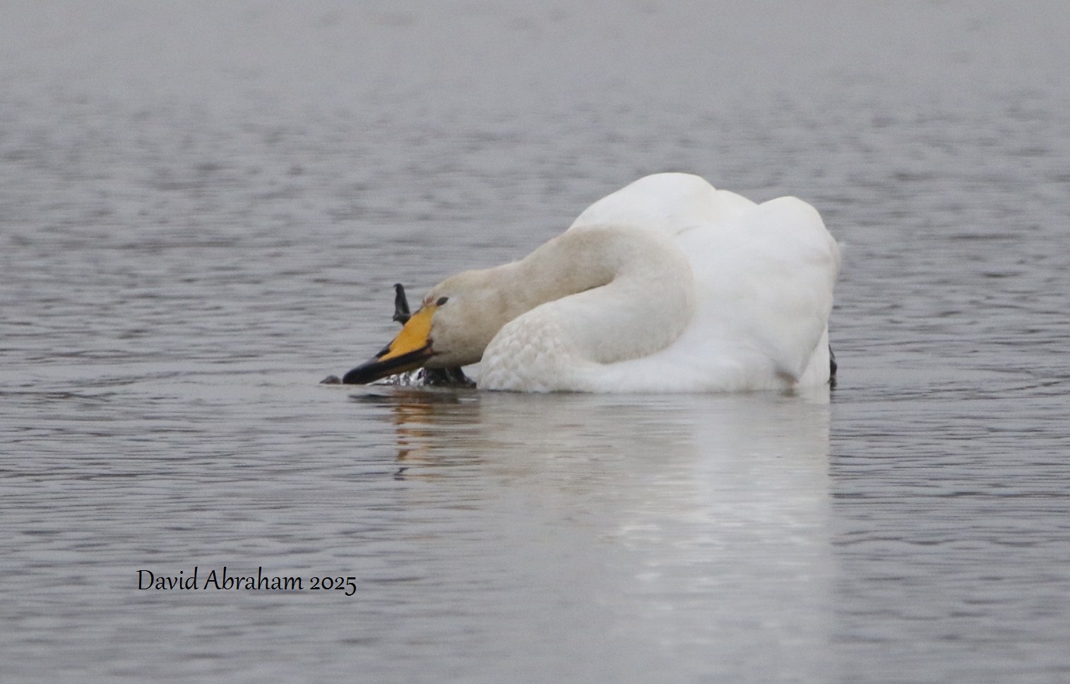 Whooper Swan