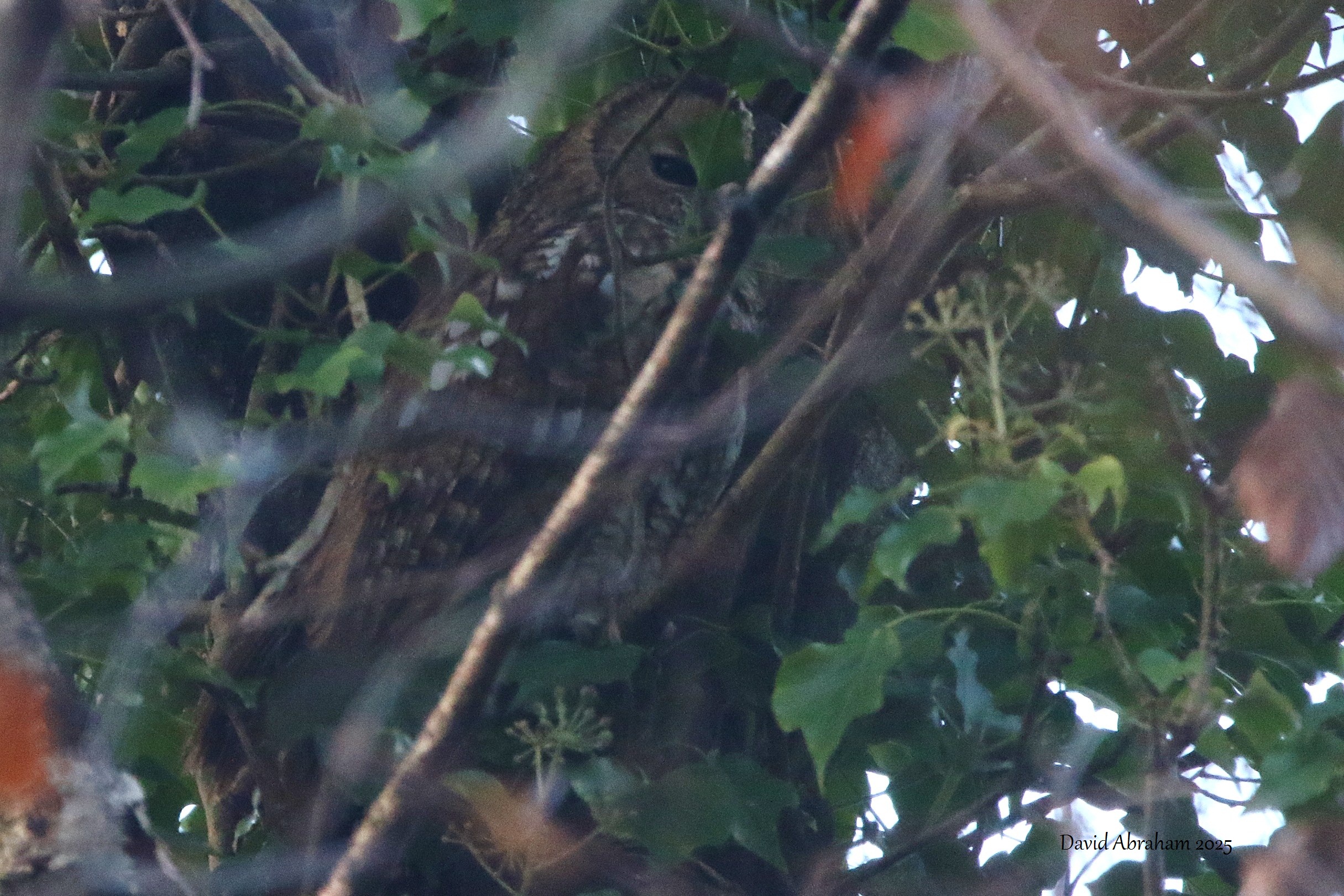 Tawny Owl 