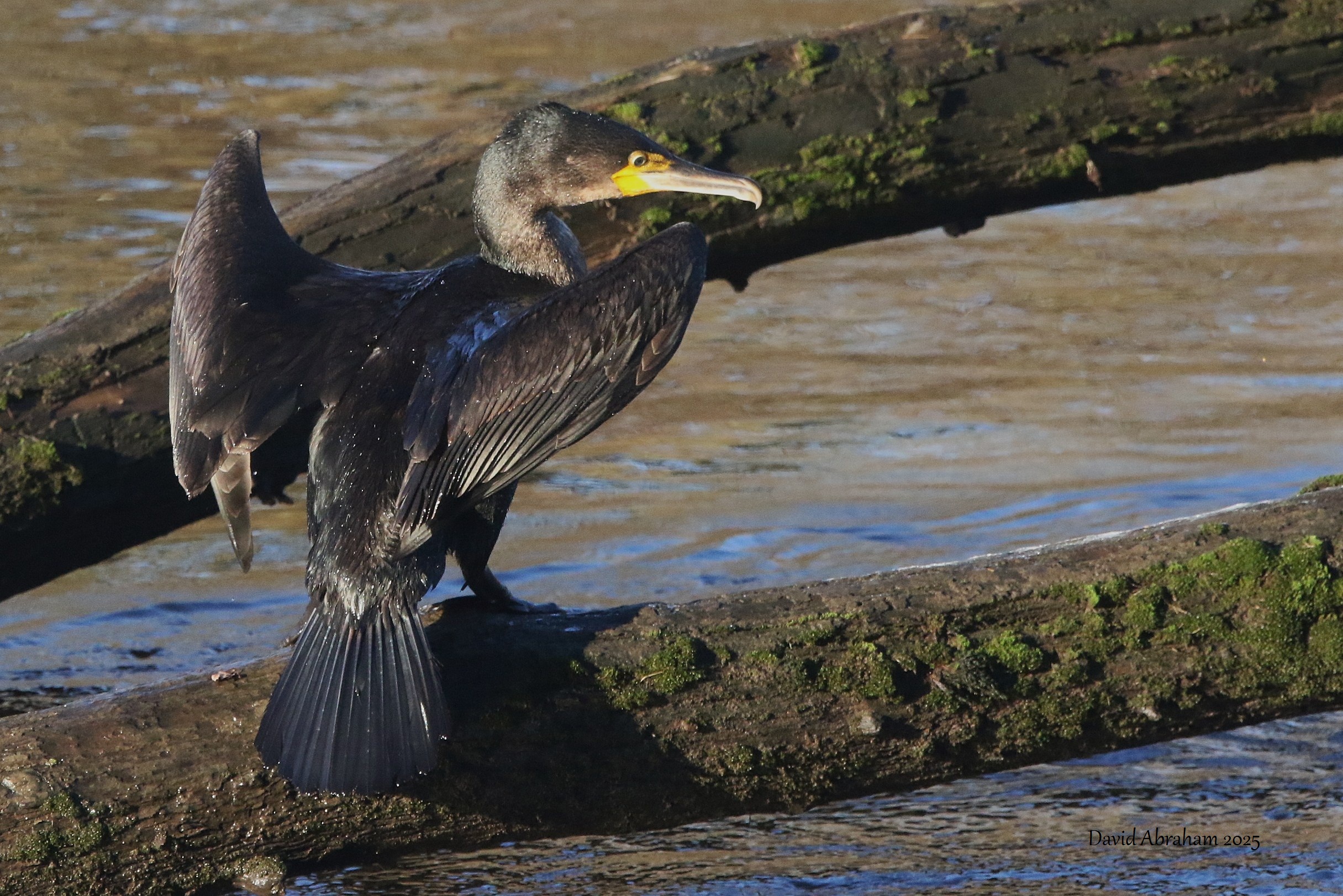 Cormorant 