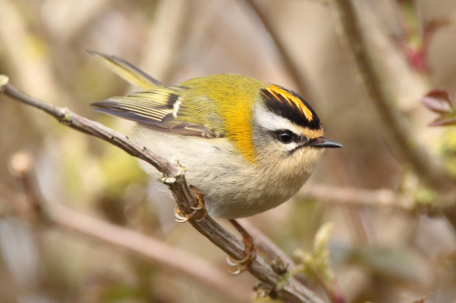 Firecrest