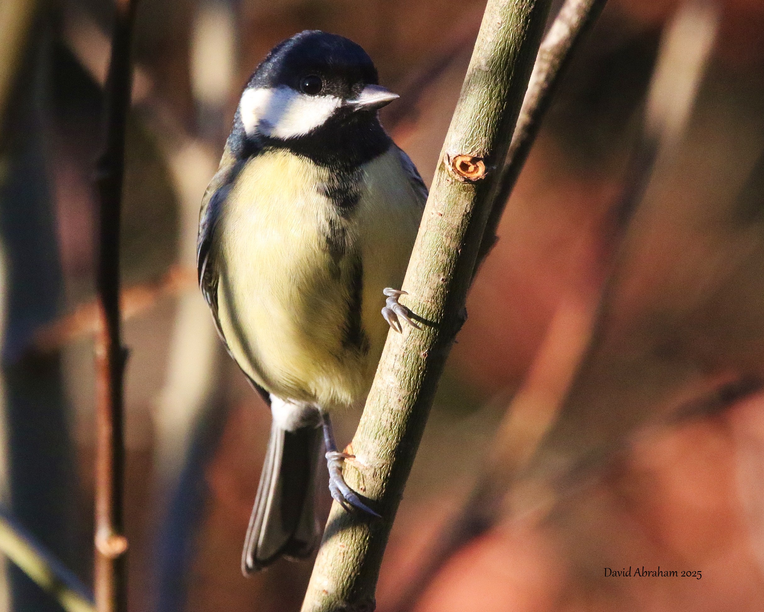 Great Tit