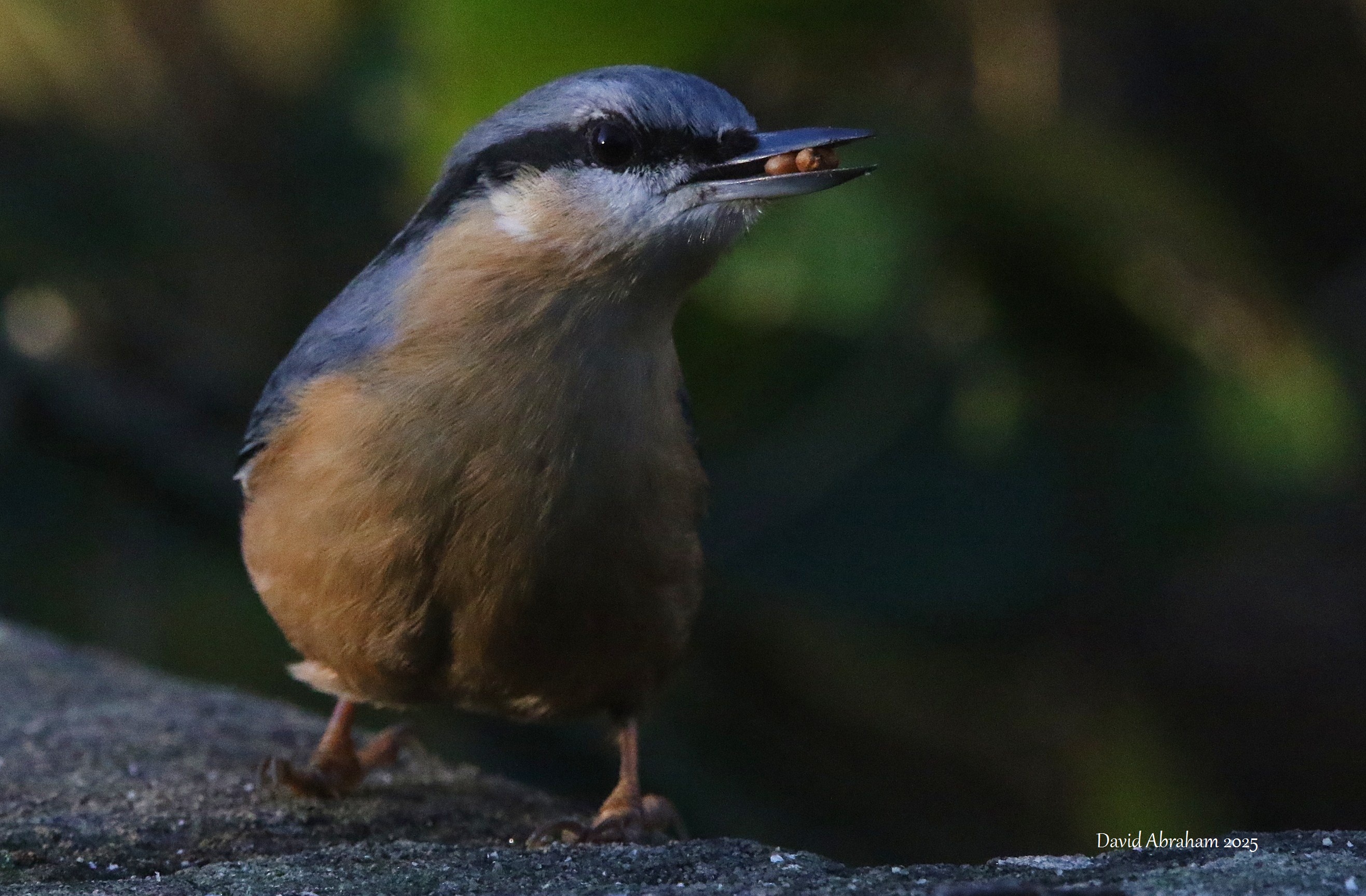 Nuthatch 