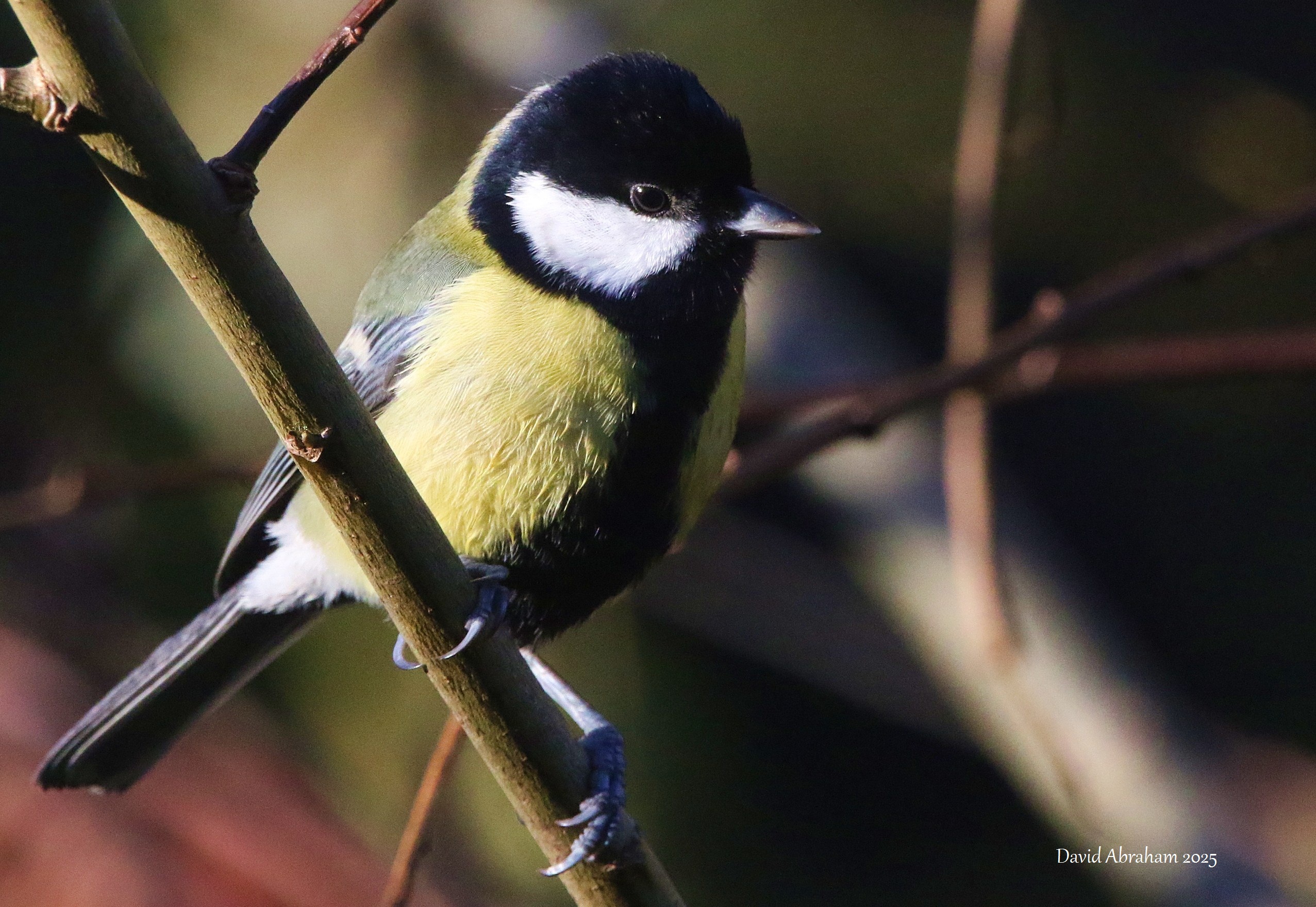 Great Tit 