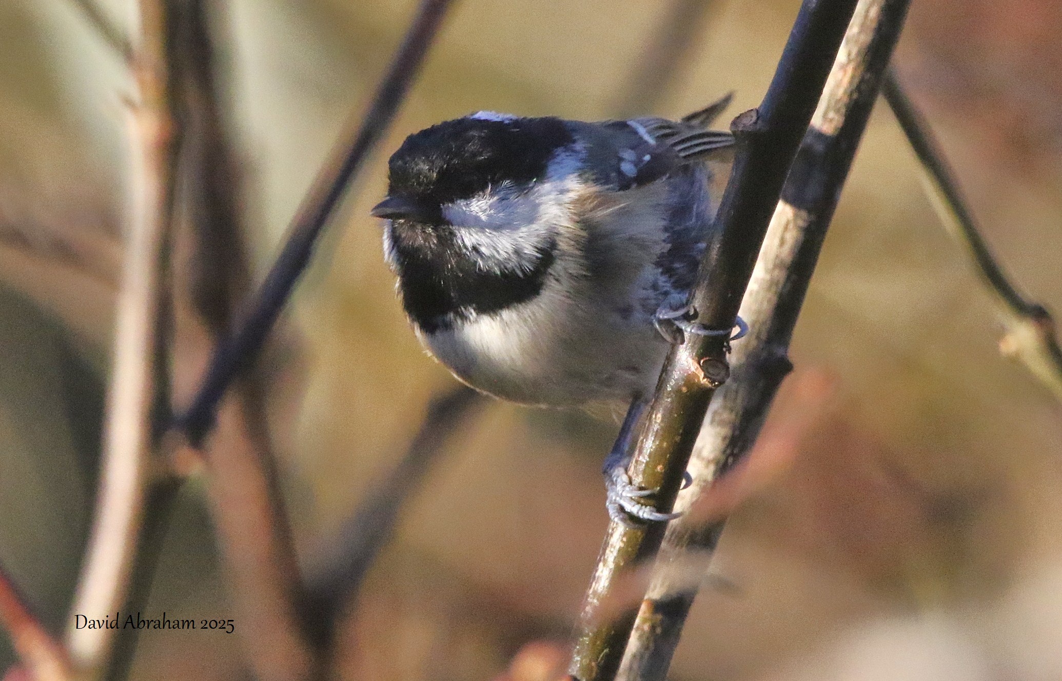 Coal Tit