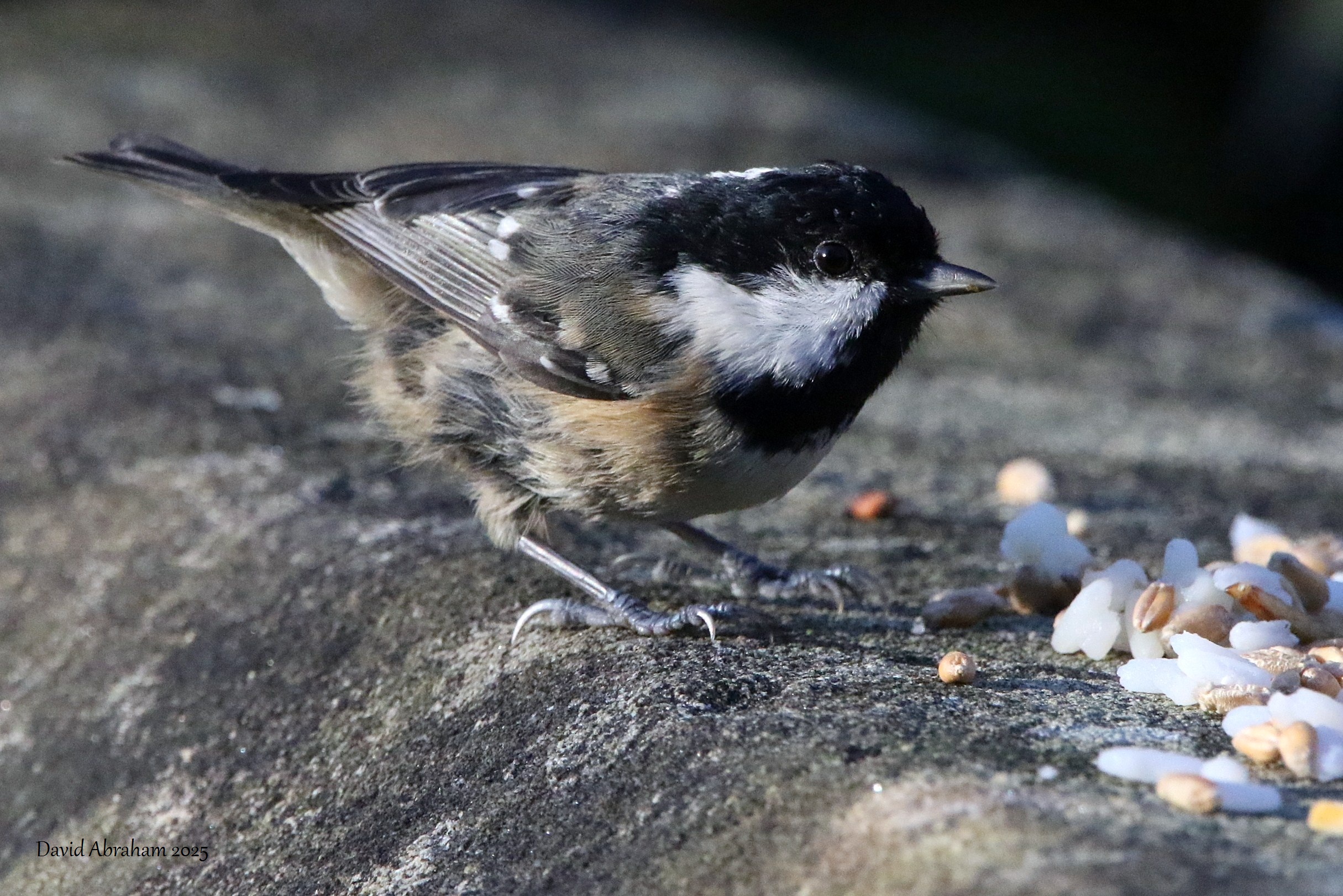 Coal Tit 