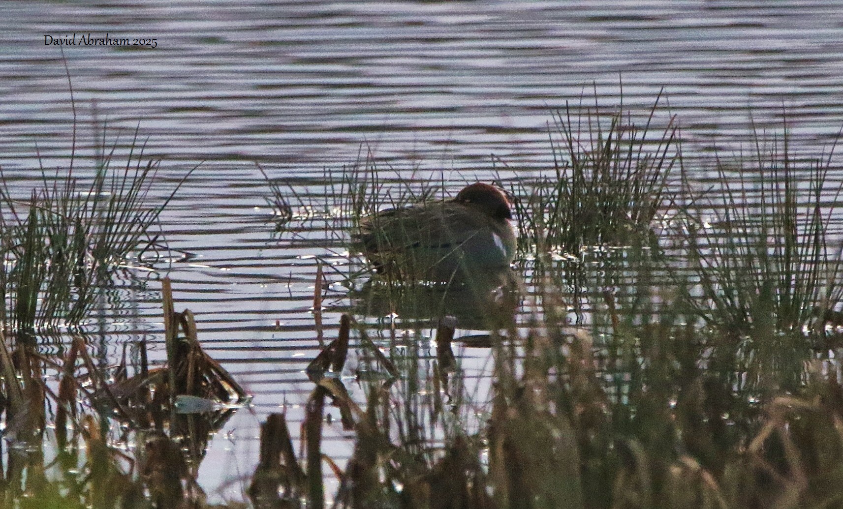 Green-winged Teal