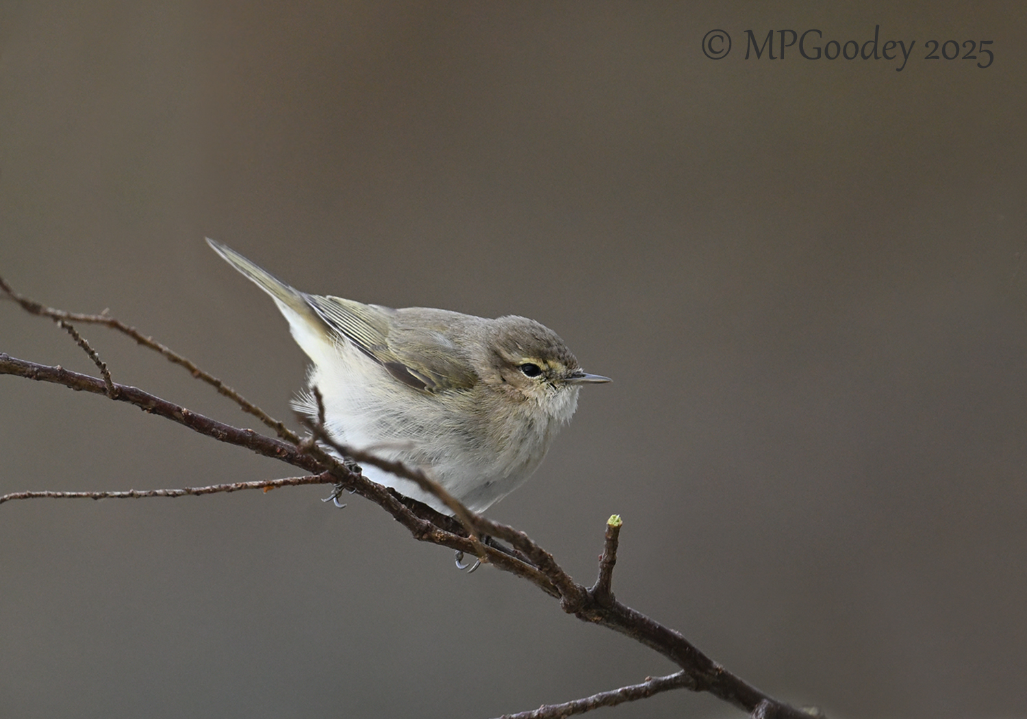 Siberian Chiffchaff