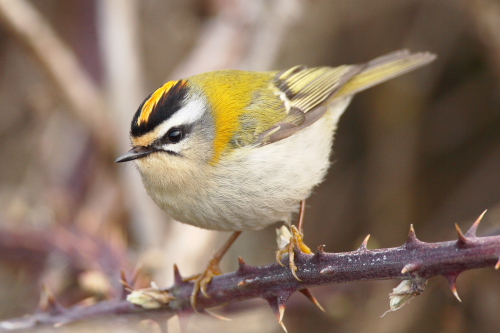 Firecrest