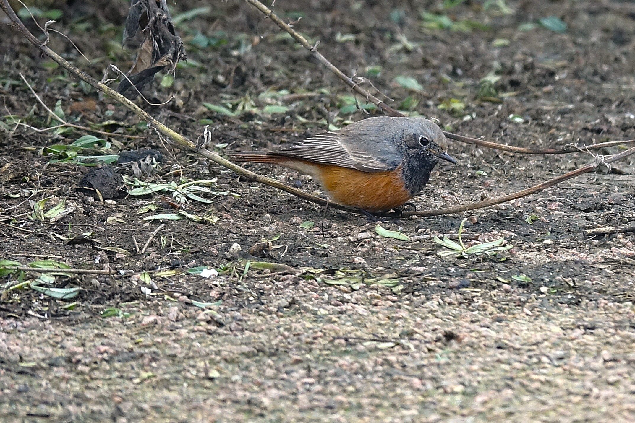 Eastern Black Redstart