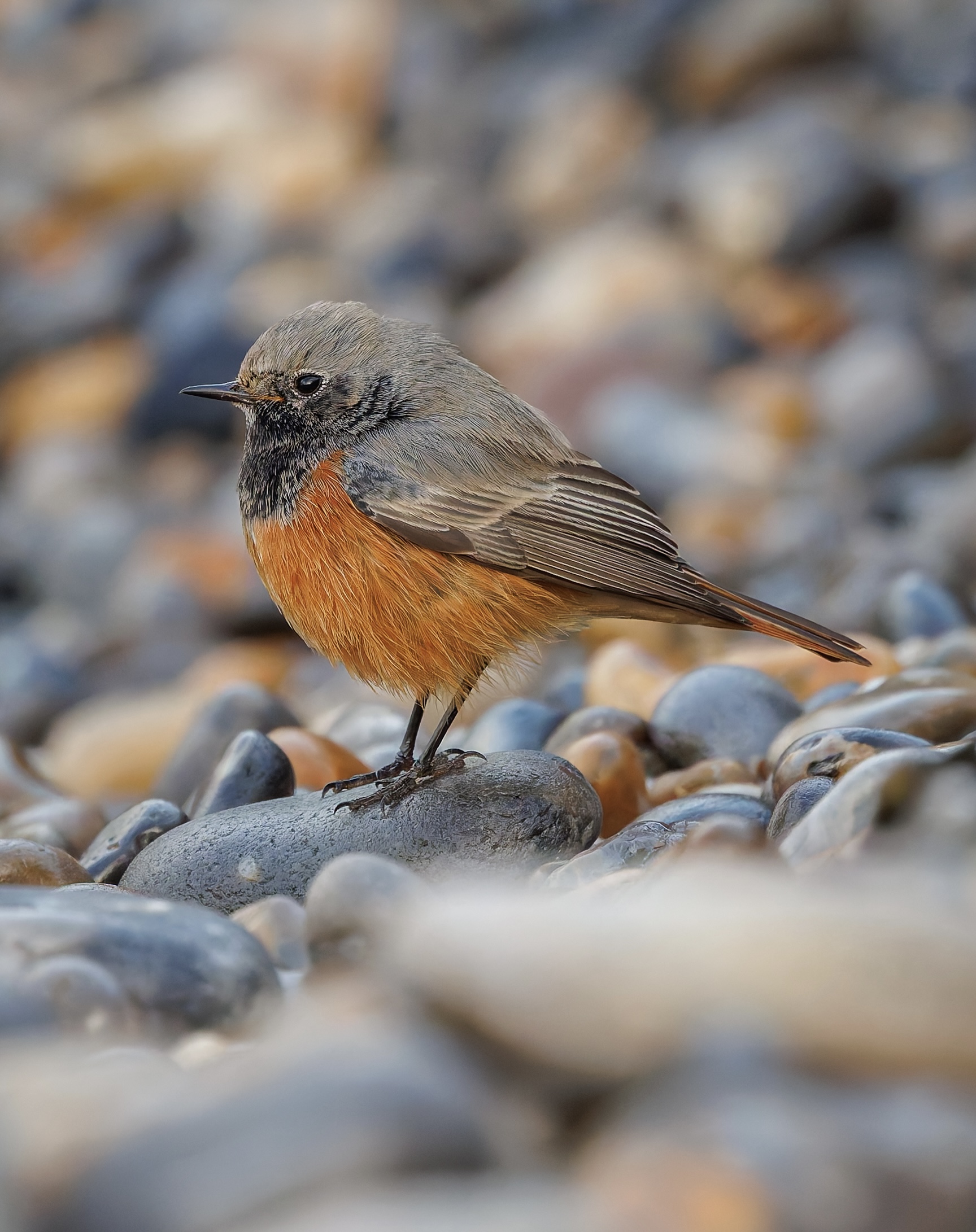 Eastern Black Redstart