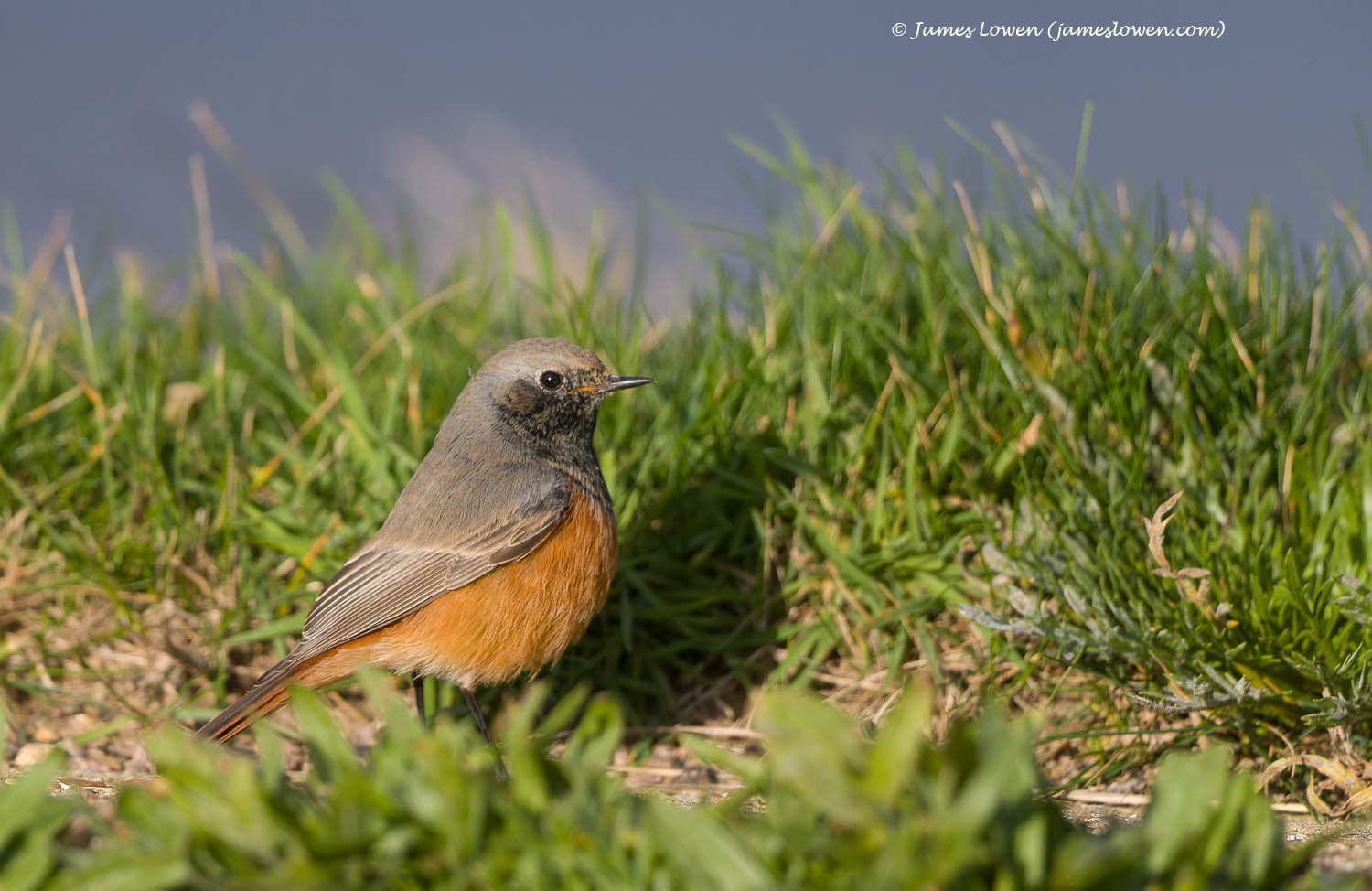 Eastern Black Redstart