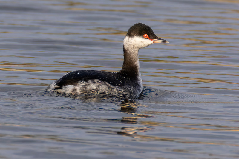 Slavonian Grebe