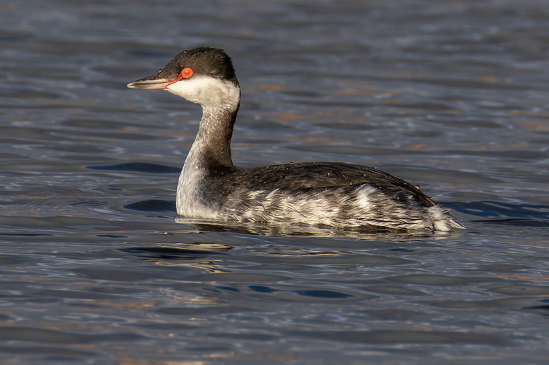 Slavonian Grebe