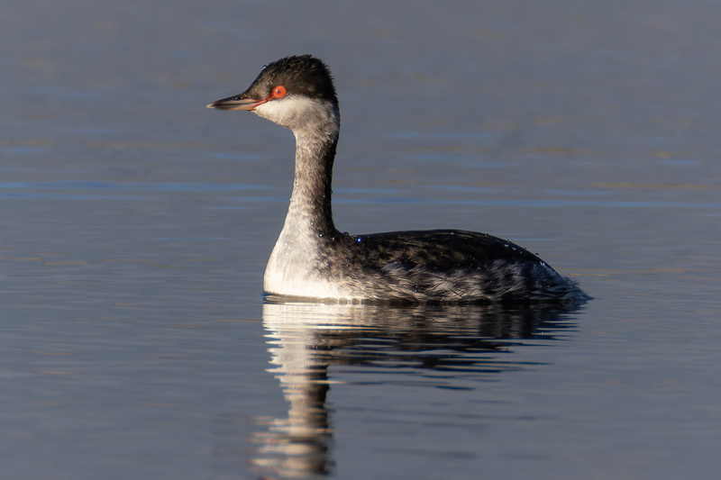 Slavonian Grebe