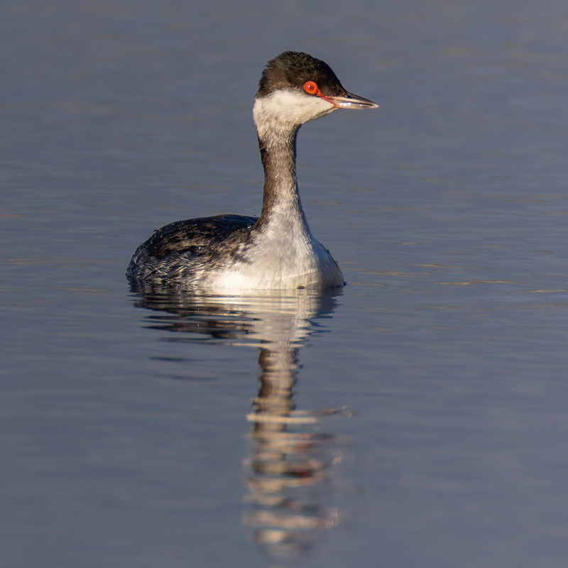 Slavonian Grebe