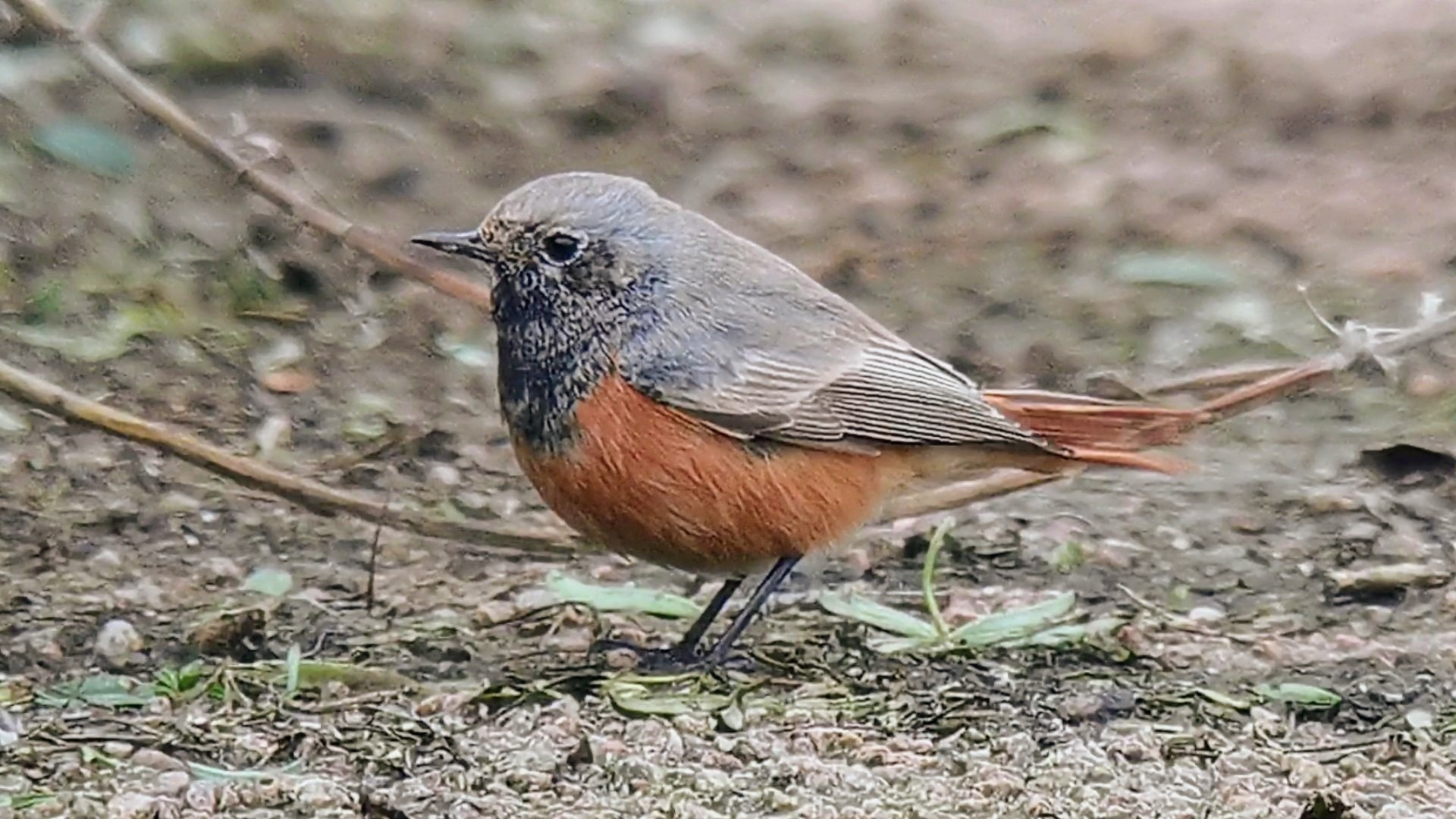 Eastern Black Redstart