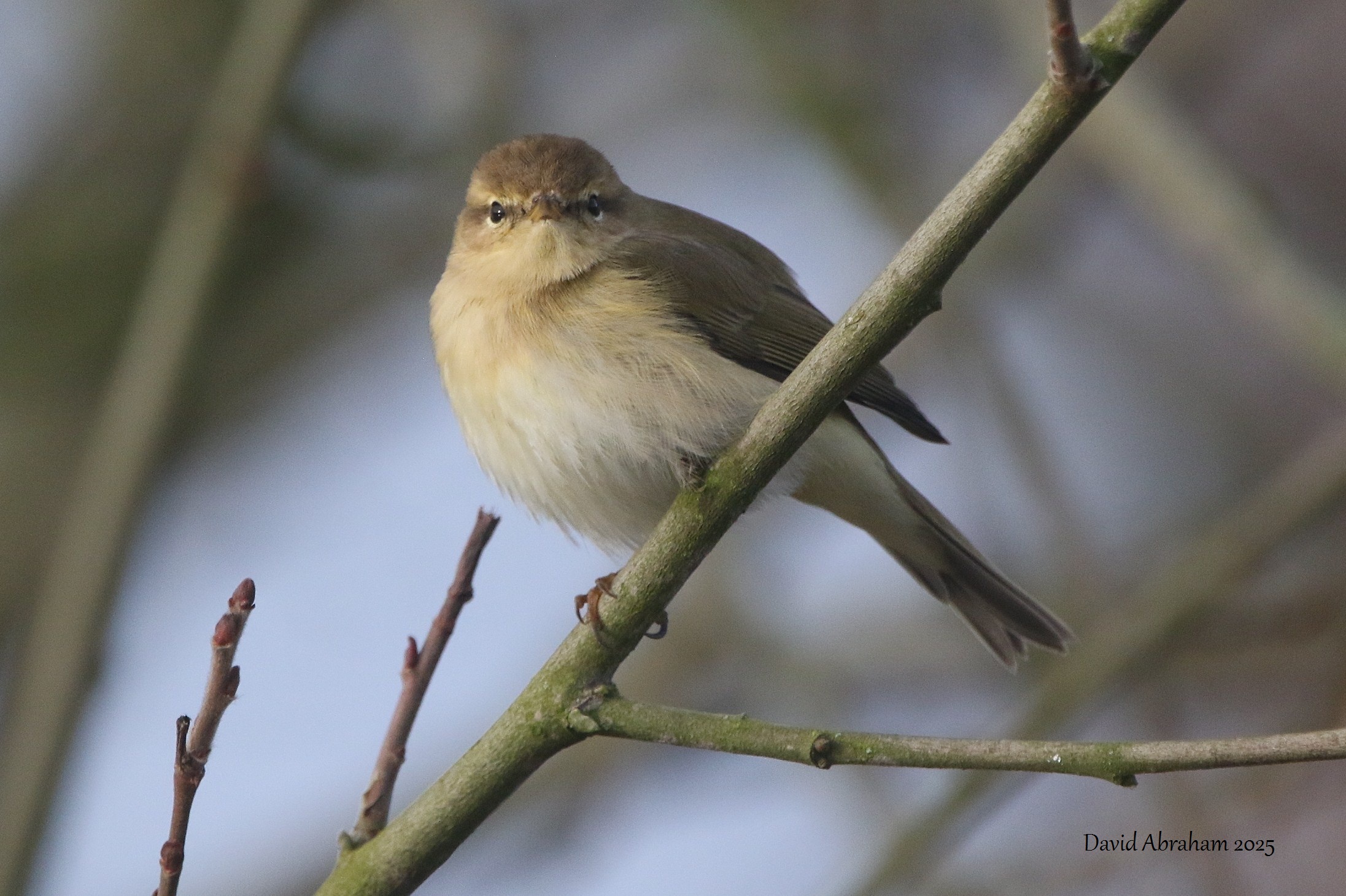 Chiffchaff 