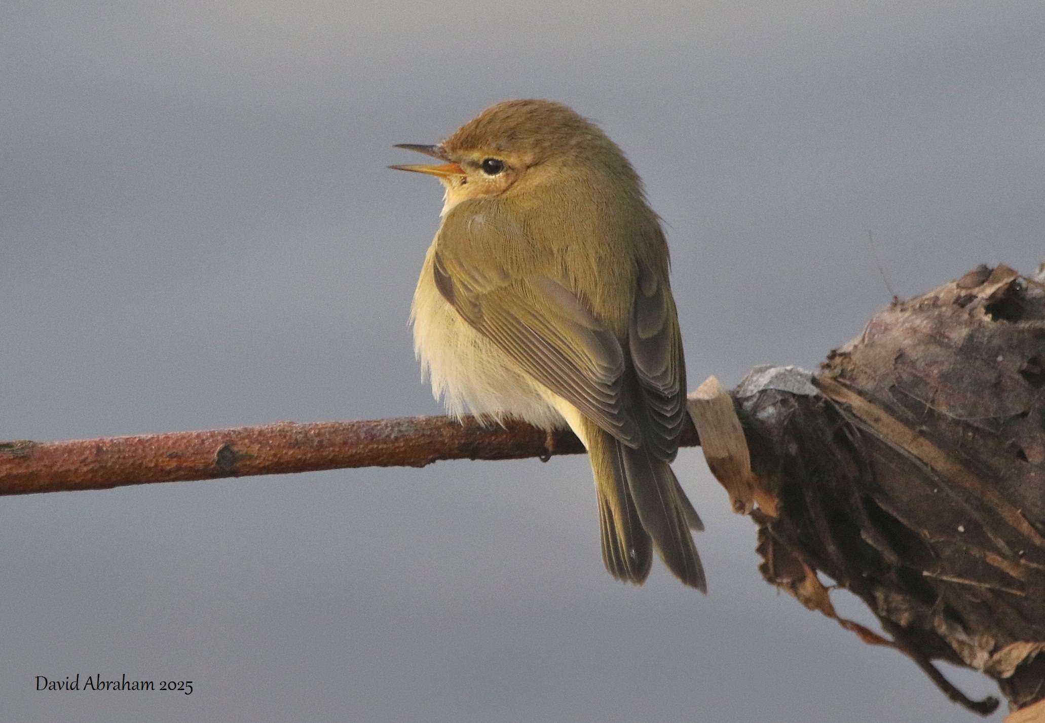 Chiffchaff 