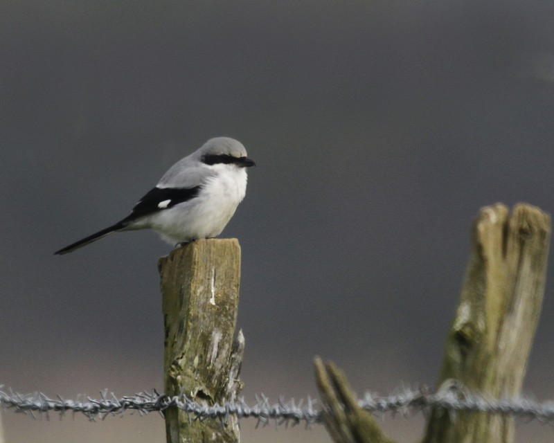 Great Grey Shrike