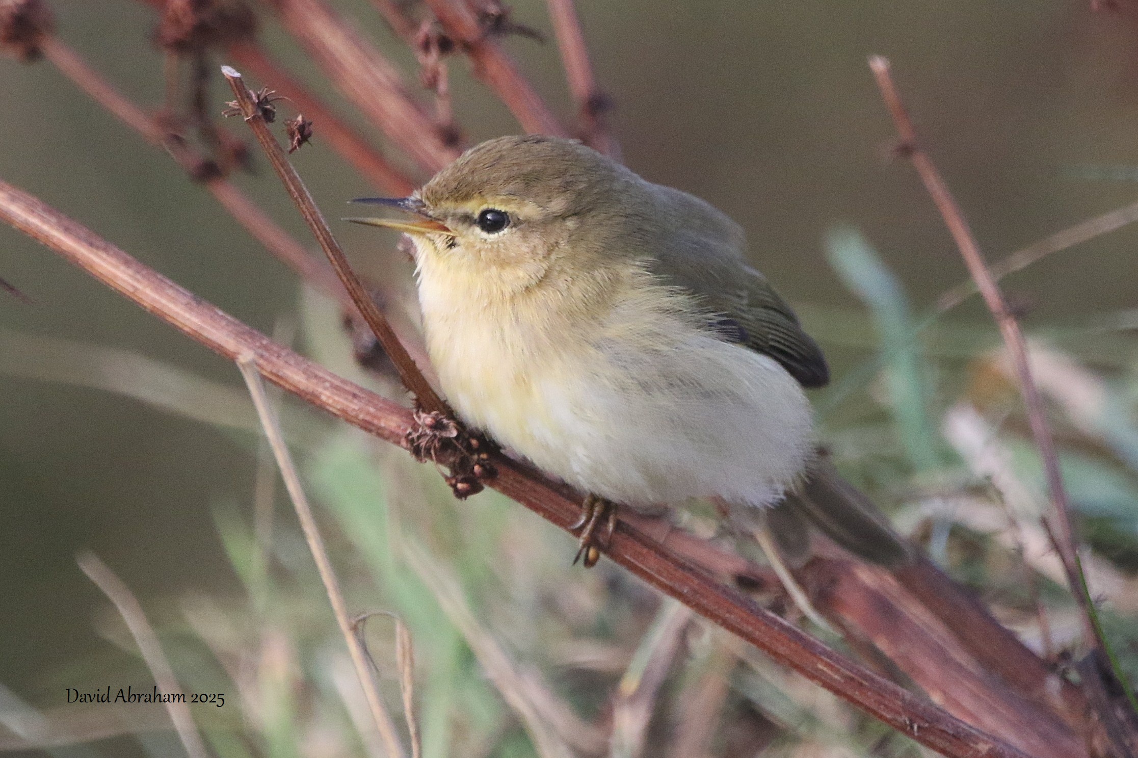 Chiffchaff 