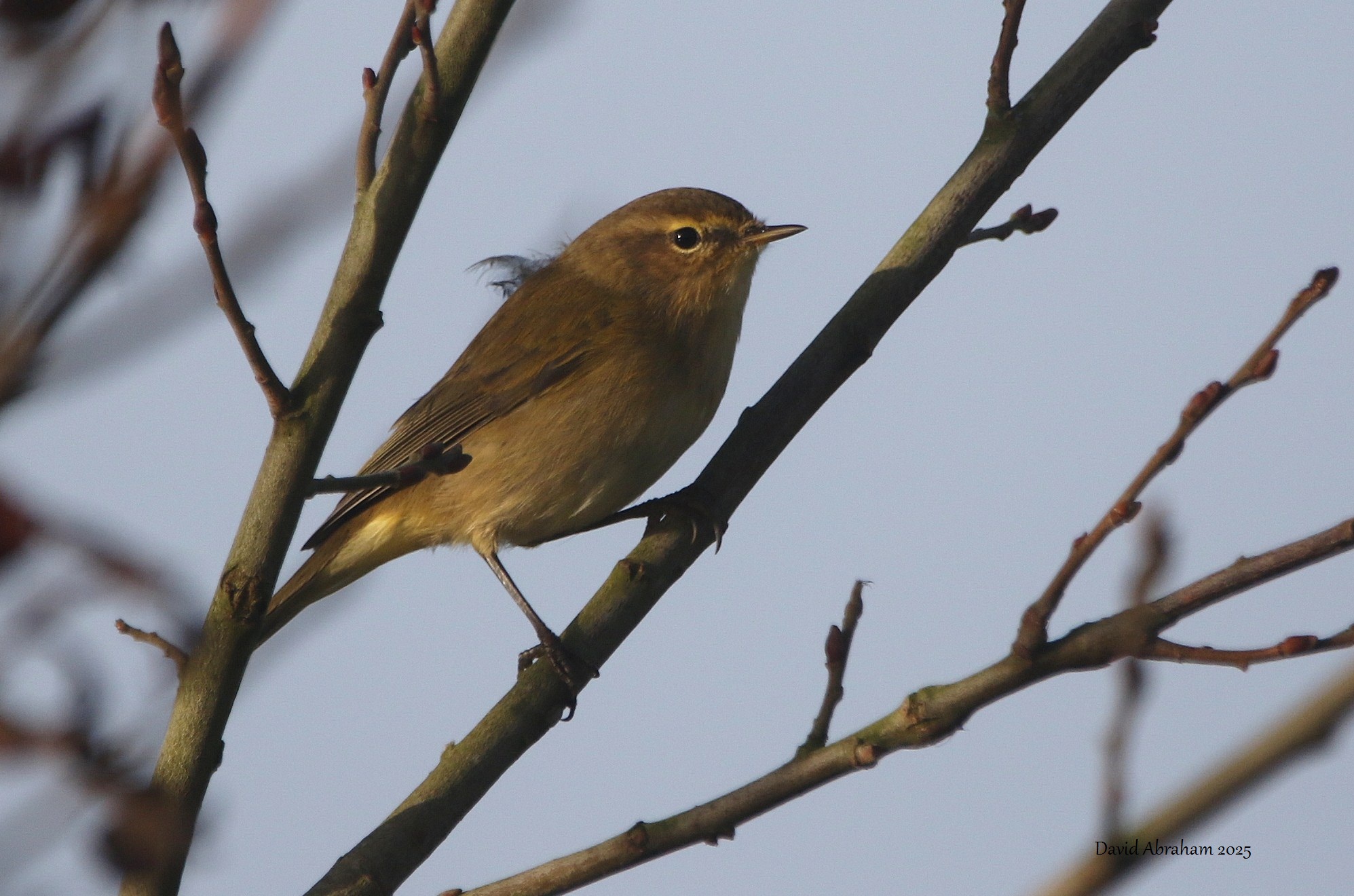 Chiffchaff 