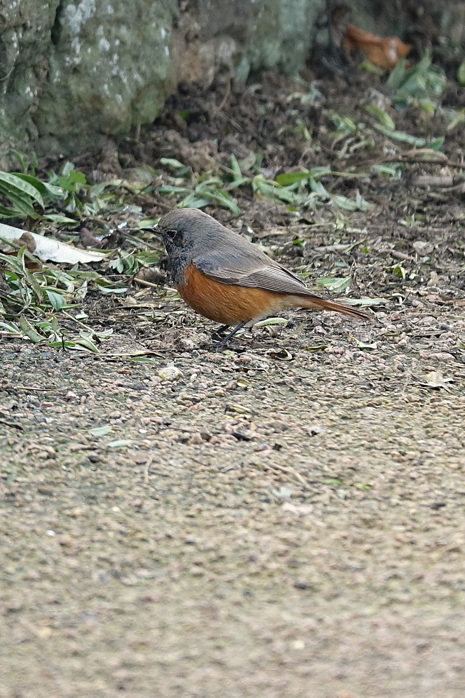 Eastern Black Redstart