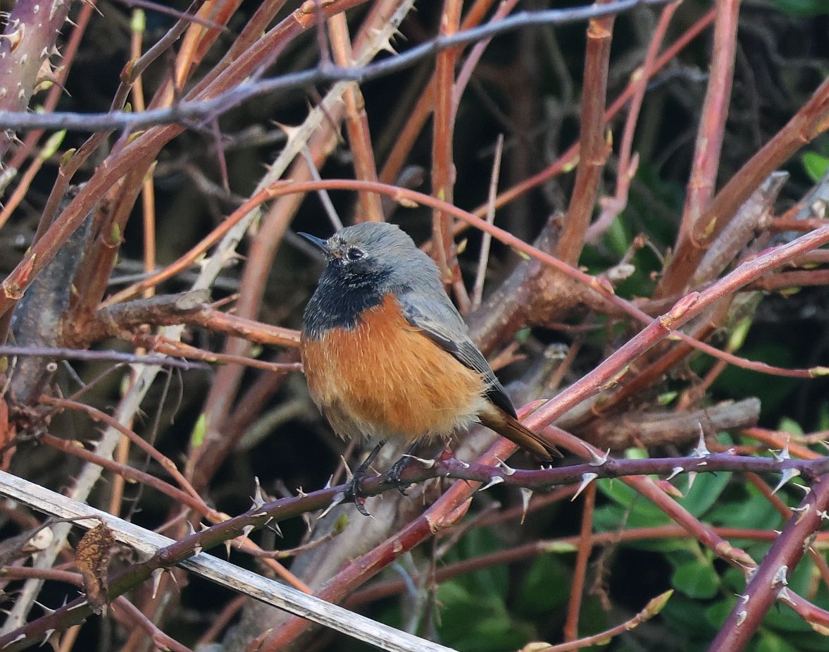 Eastern Black Redstart