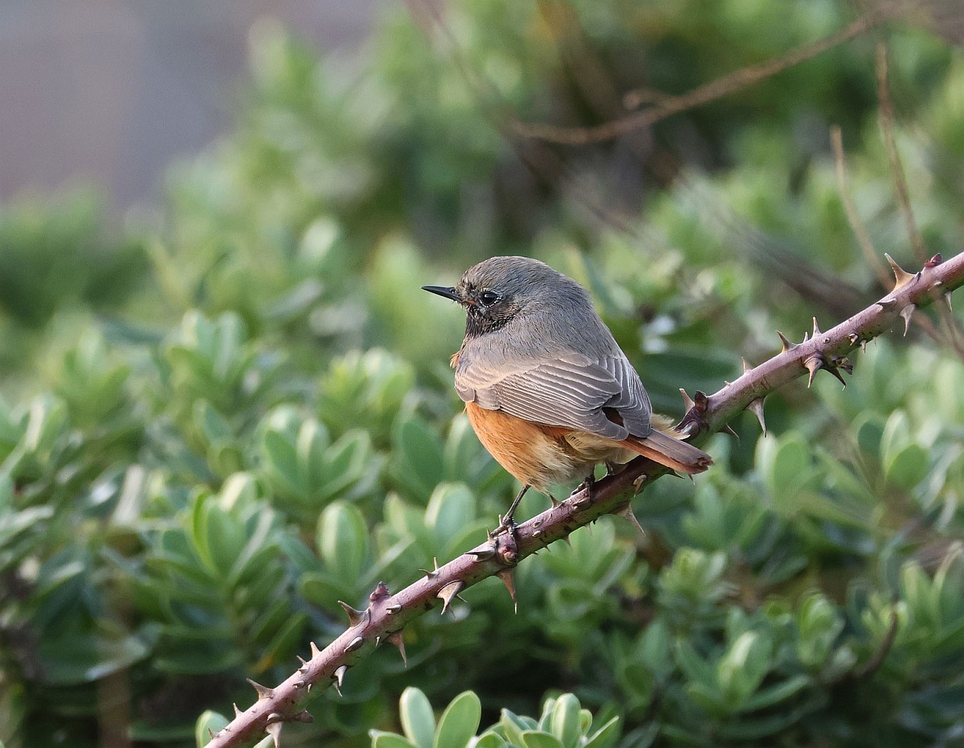 Eastern Black Redstart