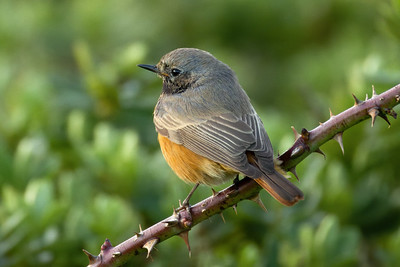 Eastern Black Redstart