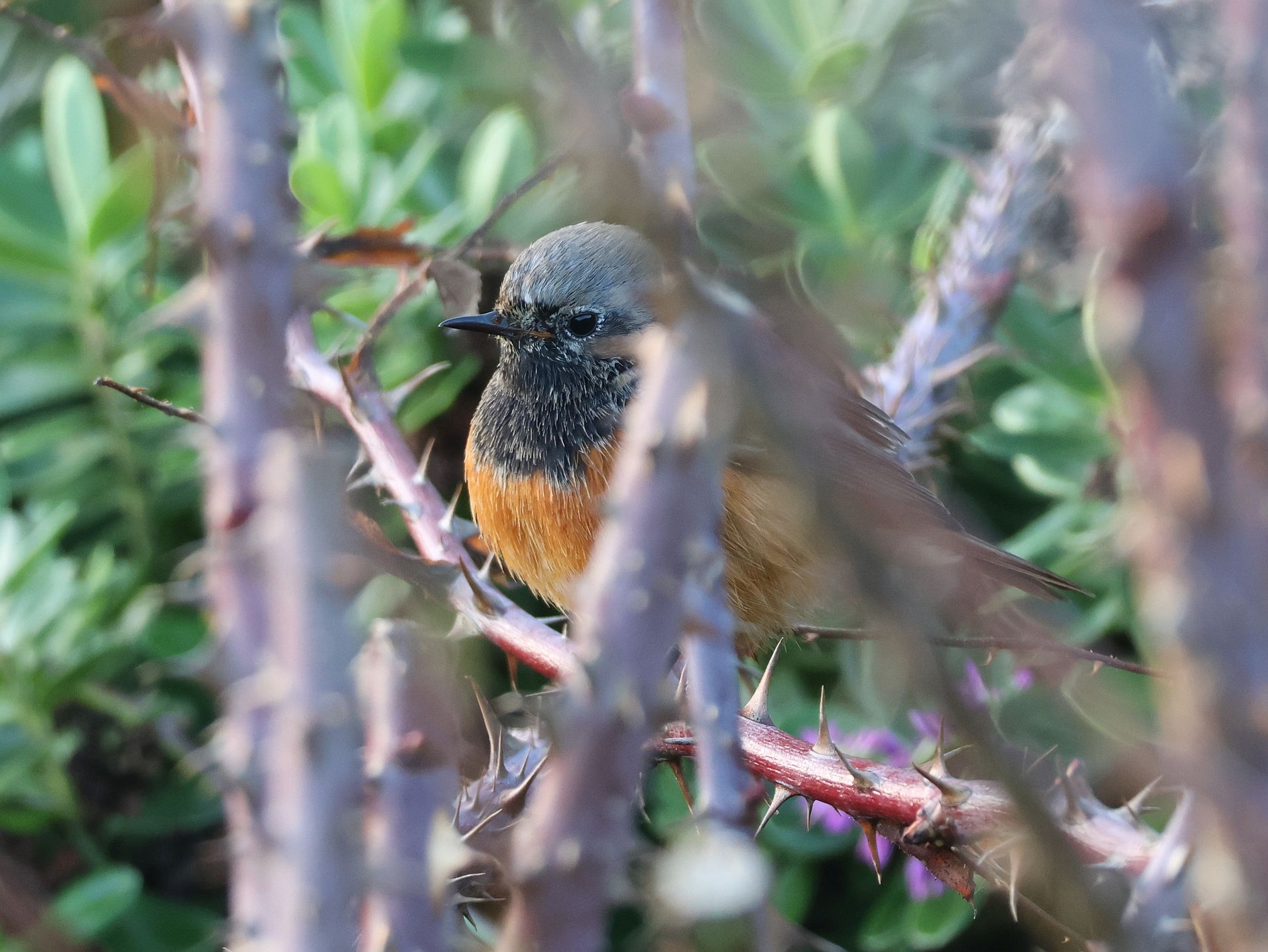 Eastern Black Redstart