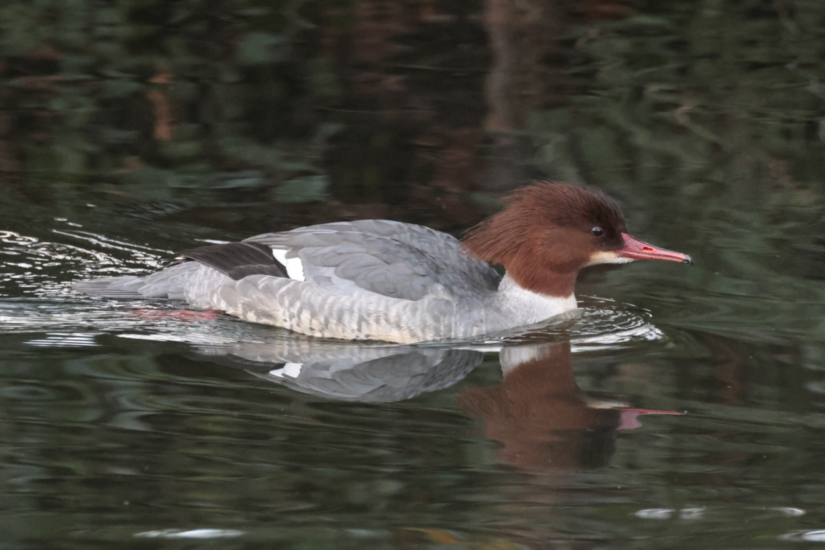 Goosander