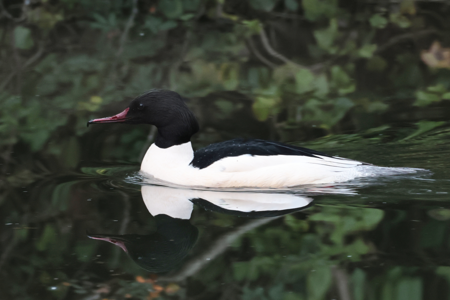 Goosander