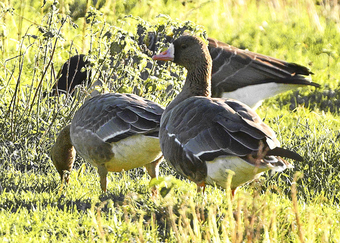 Russian White-fronted Goose
