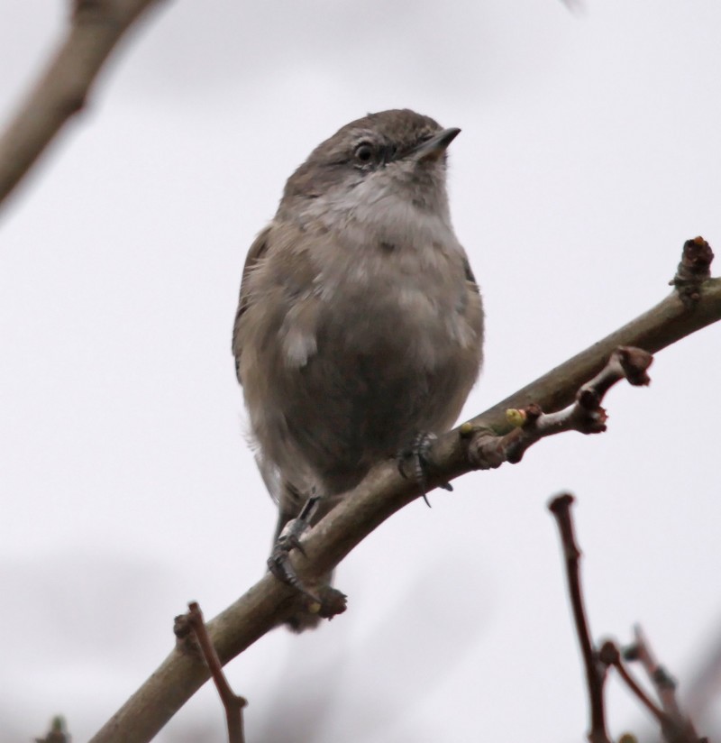 Lesser Whitethroat