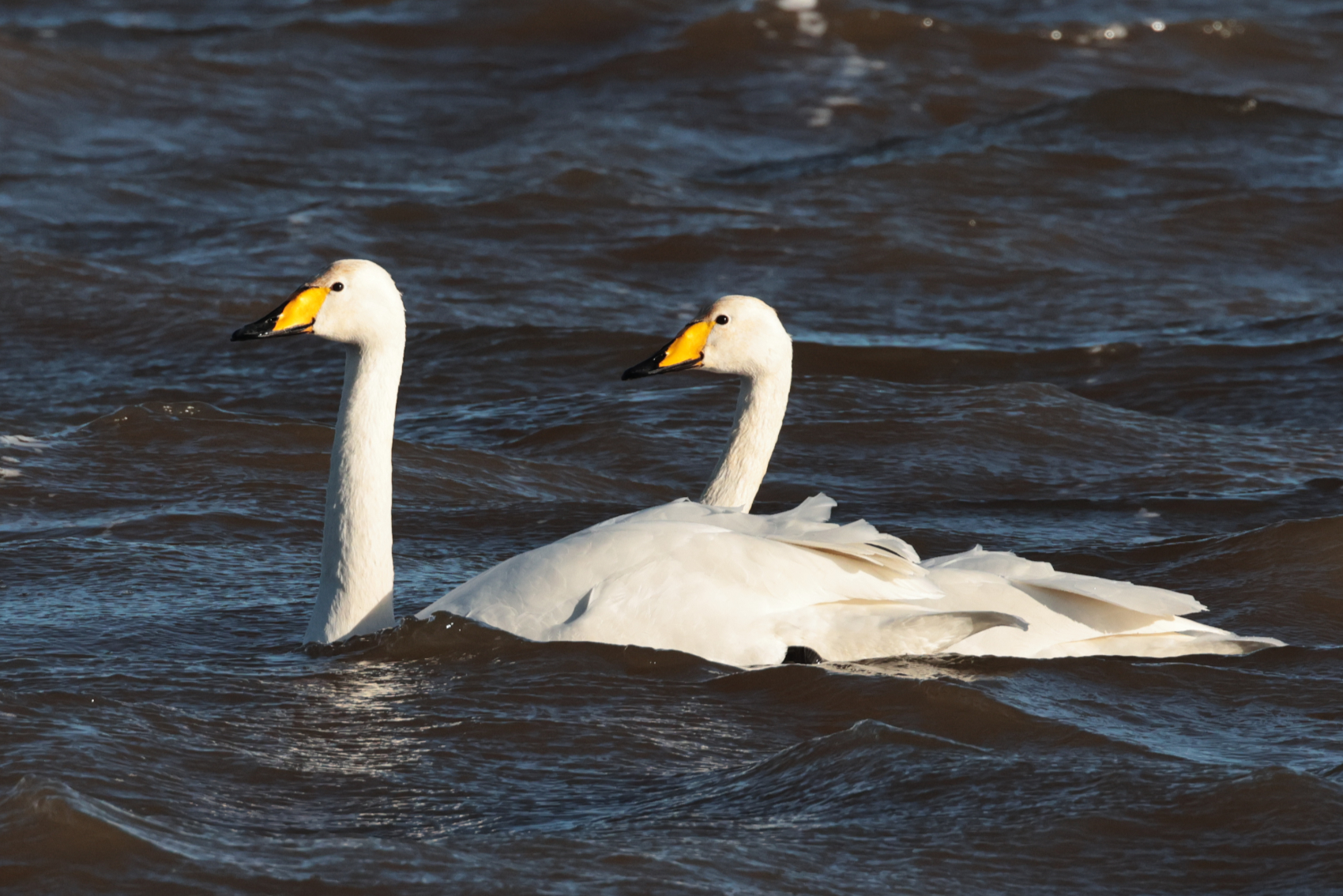 Whooper Swan