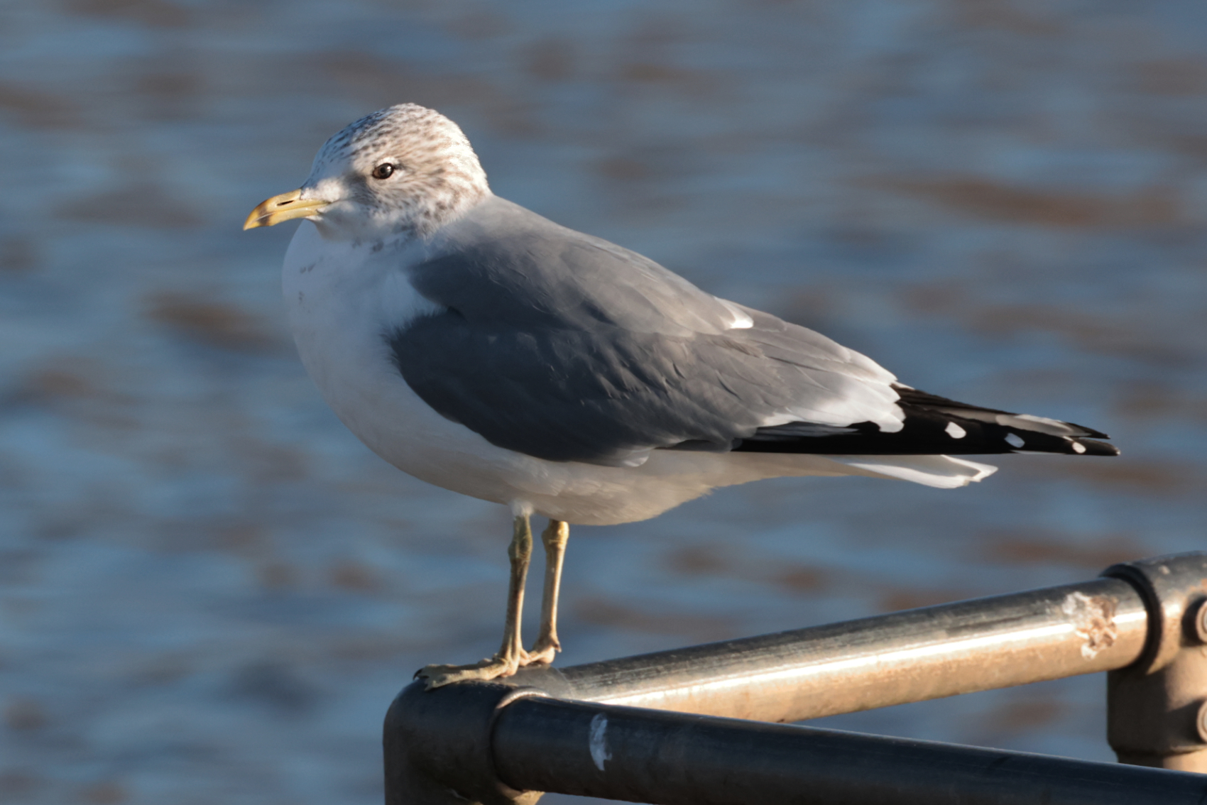 Common Gull