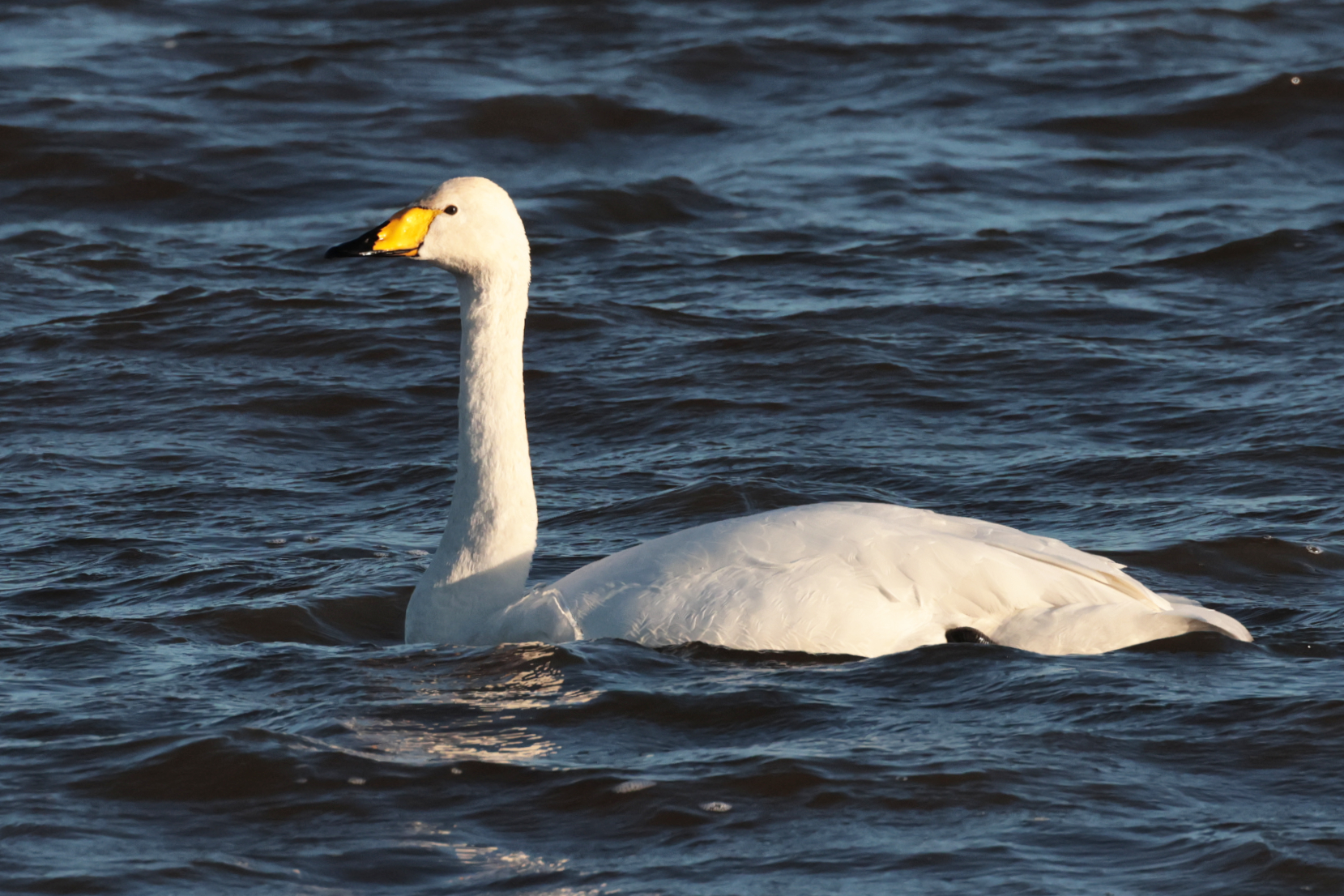 Whooper Swan