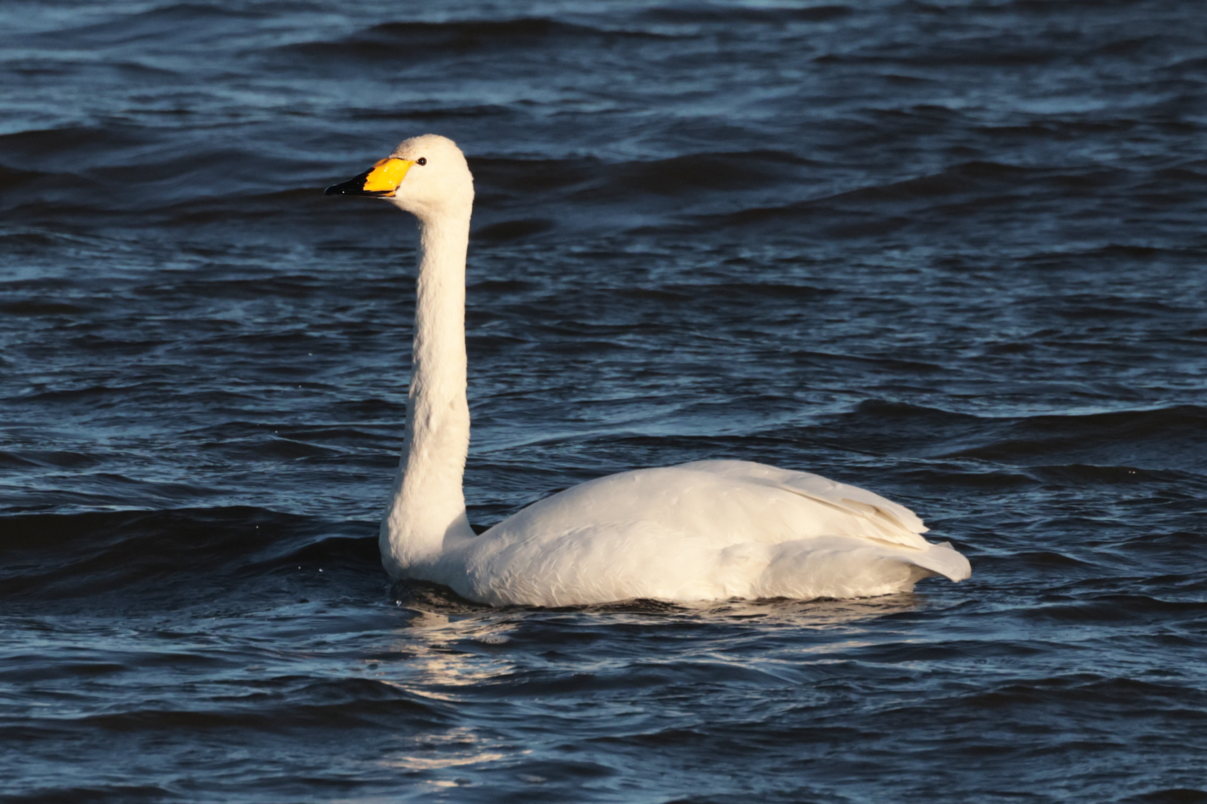 Whooper Swan