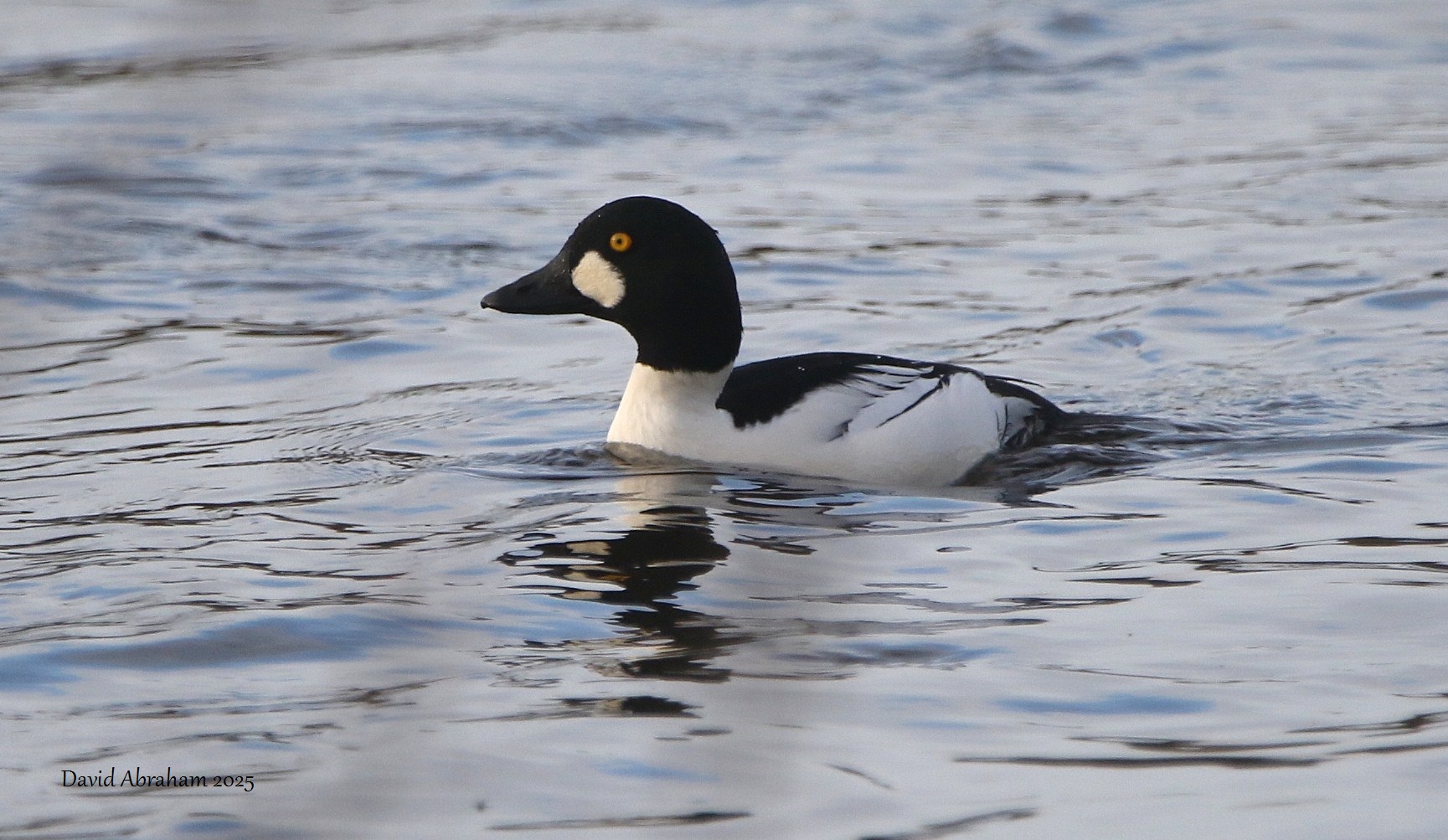 Goldeneye 