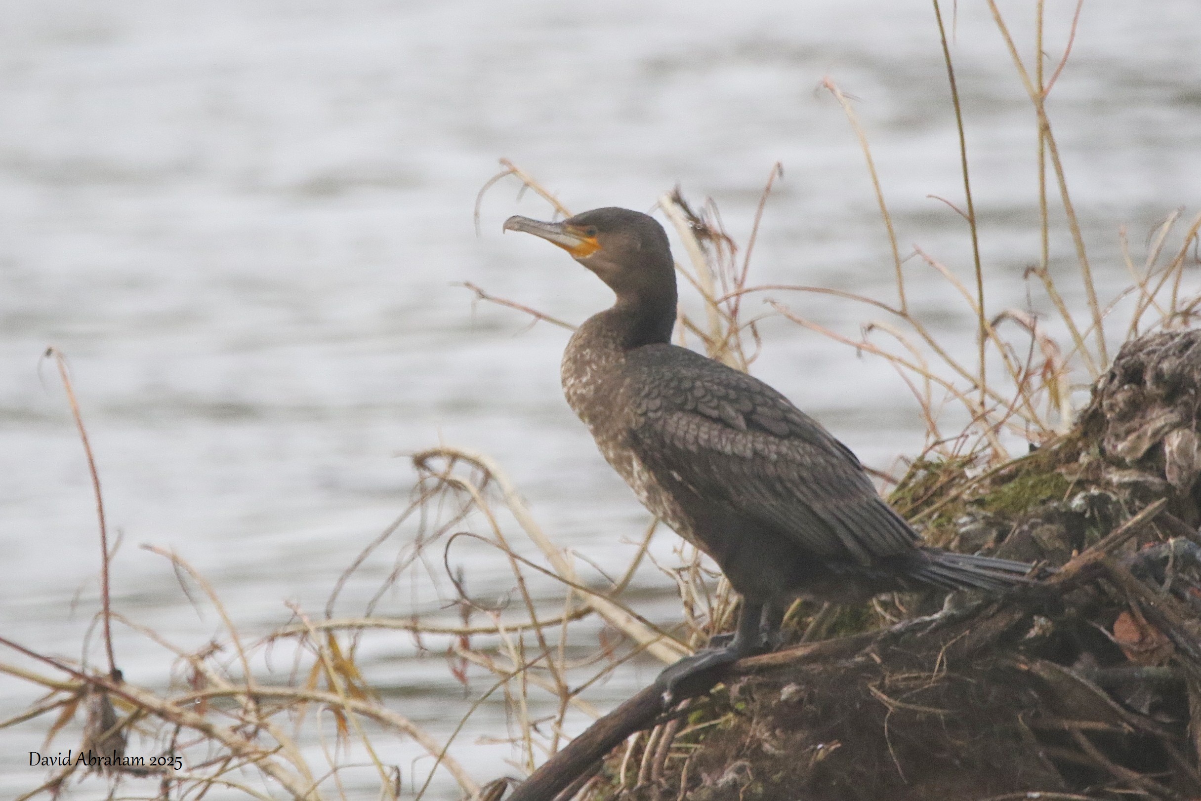 Cormorant 